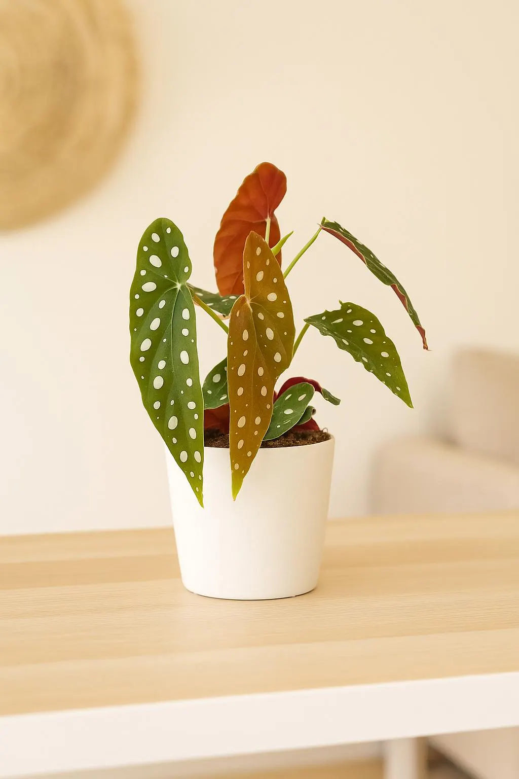 Begonia 'Maculata'