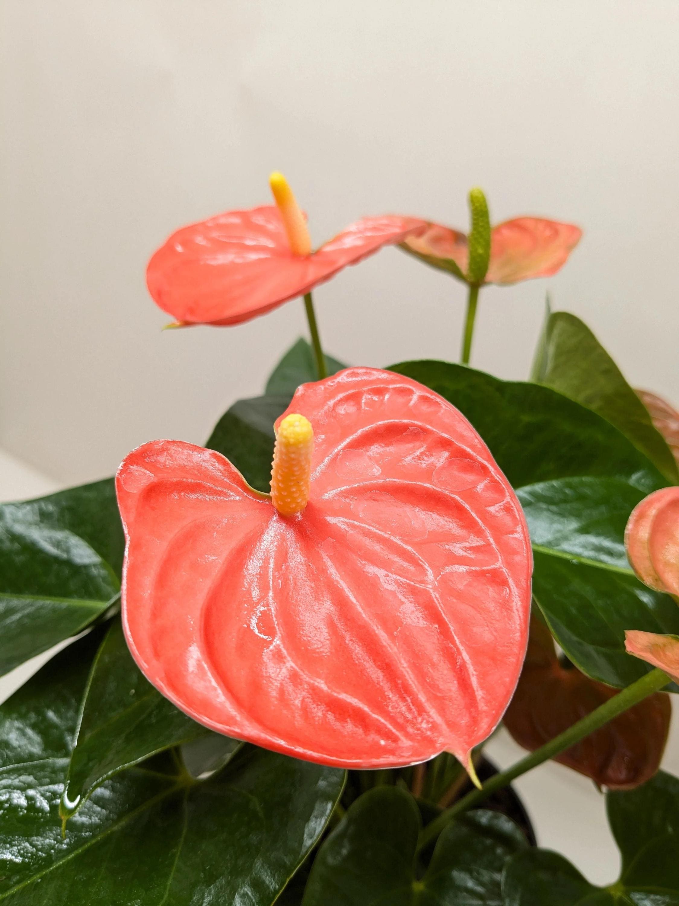 Anthurium 'Orange'