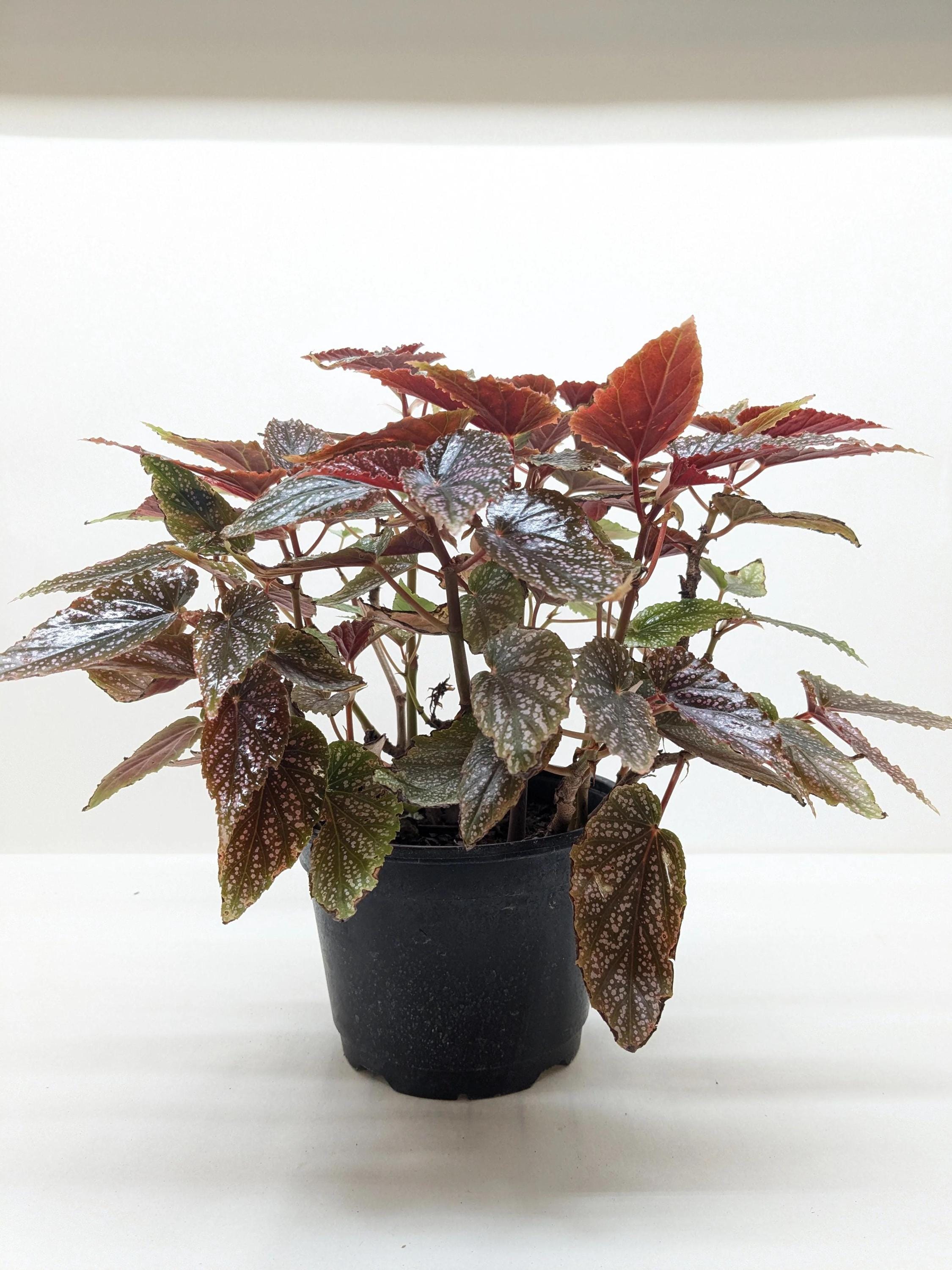 Begonia 'Corallina'