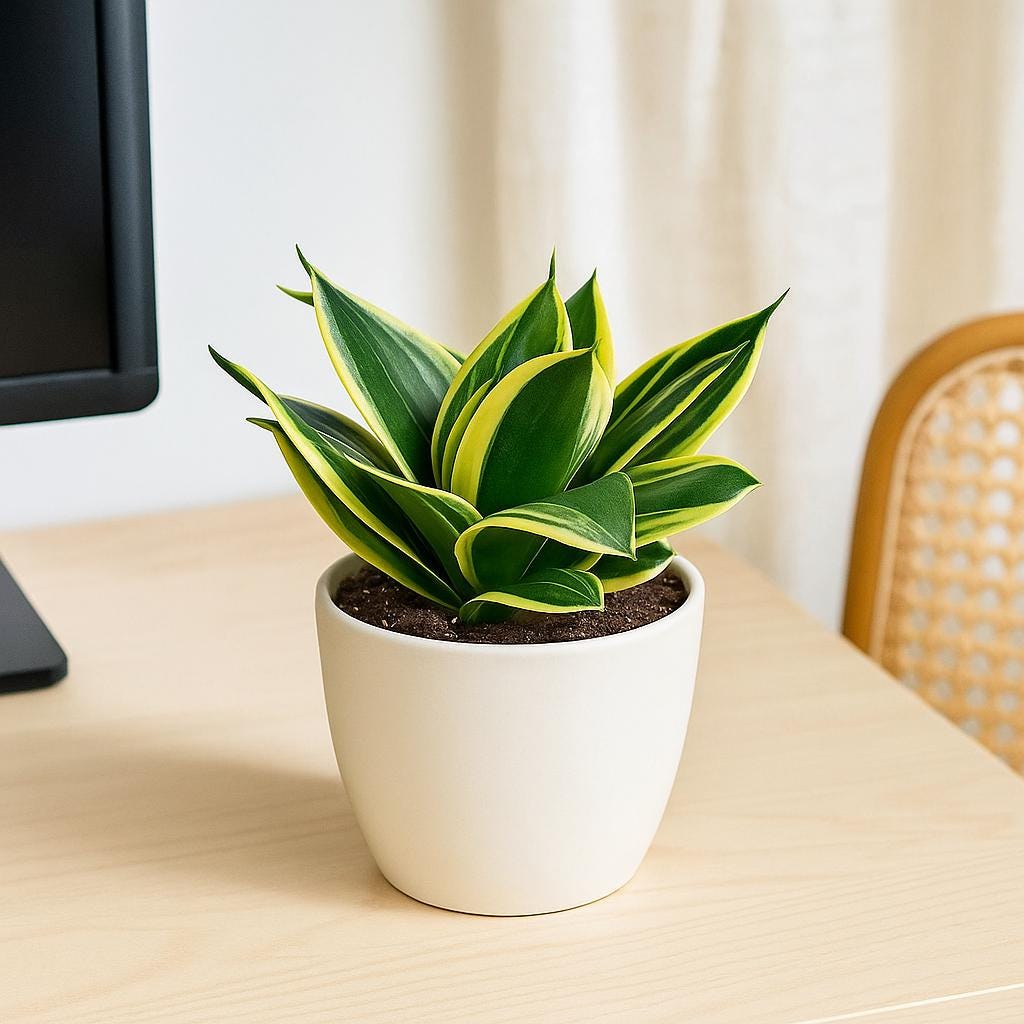 Snake Plant Black Gold