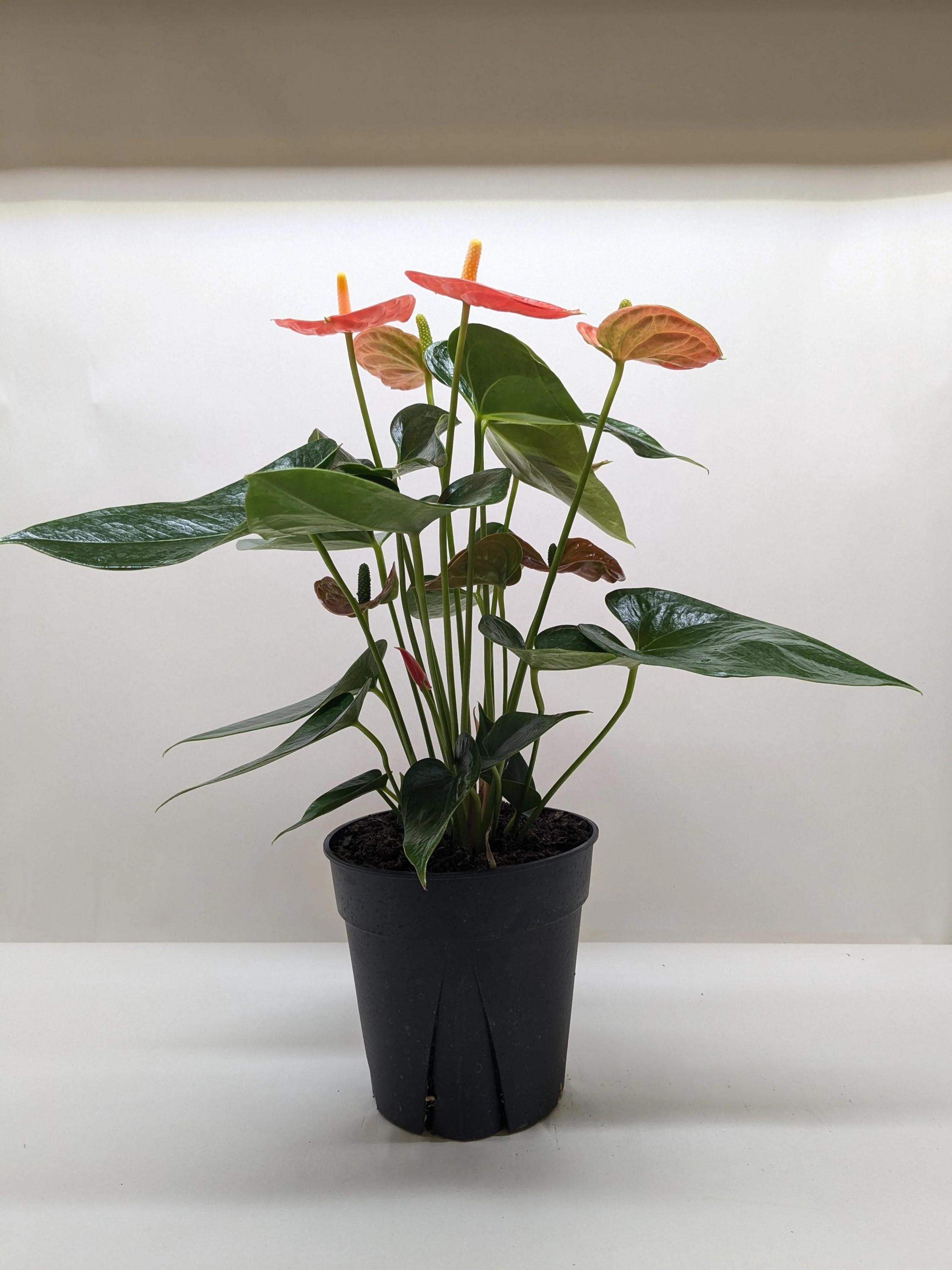 Anthurium 'Orange'
