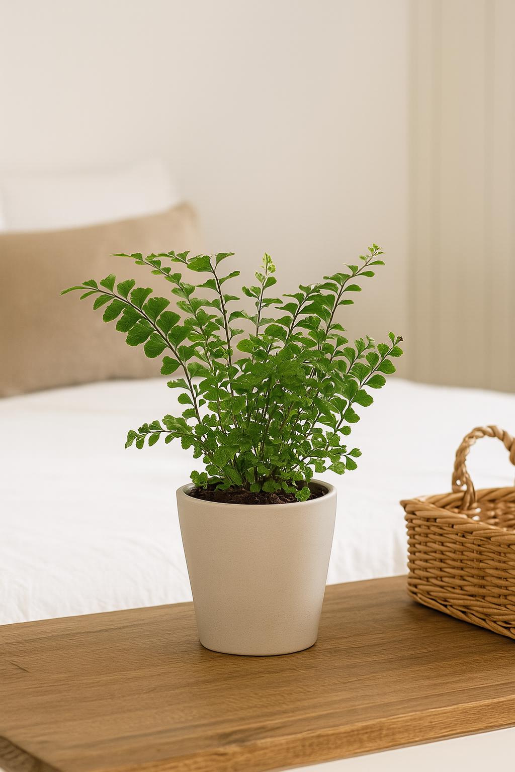 Mahogany Fern