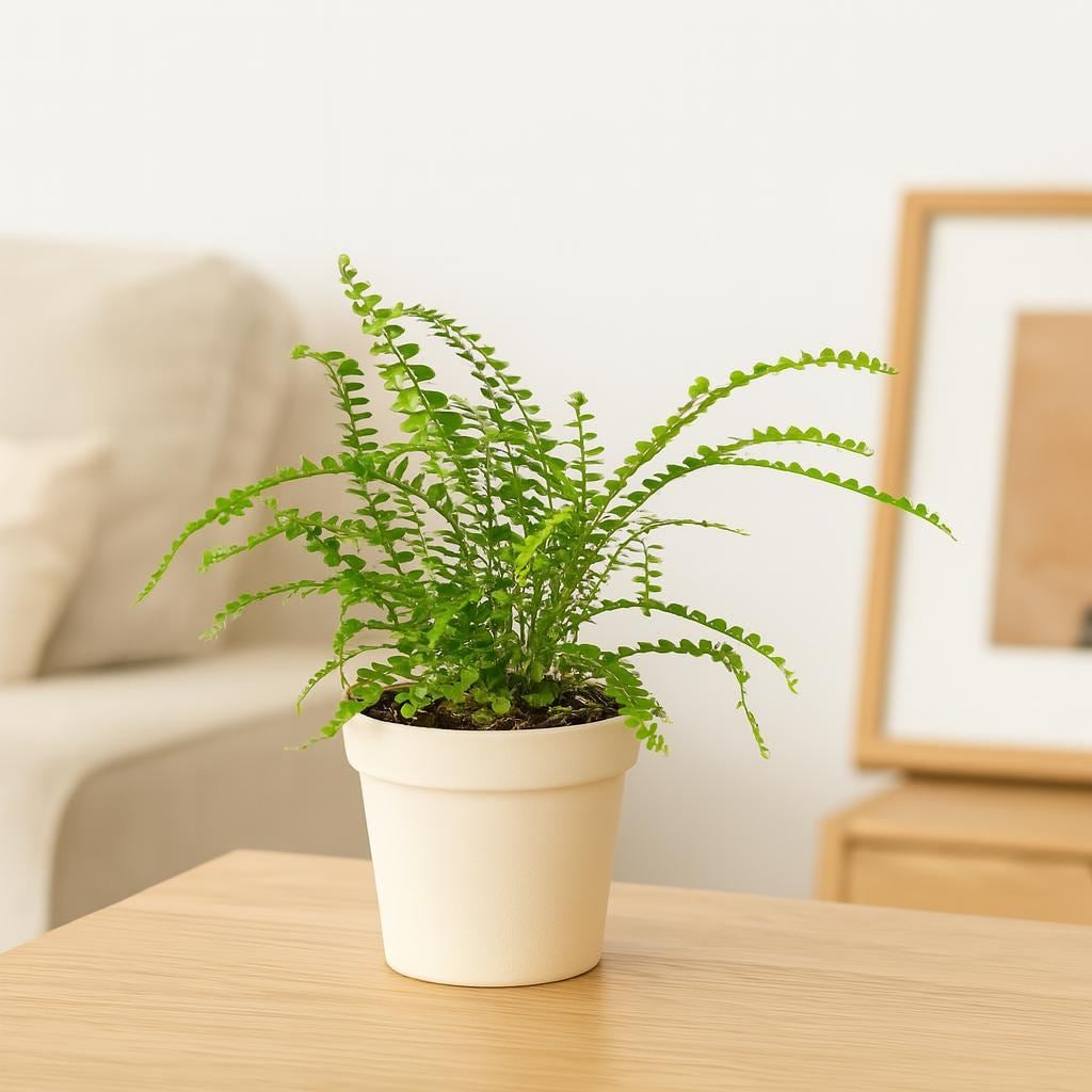 Fern 'Lemon Button'