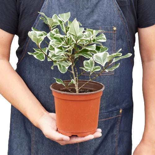 Ficus Elastica 'Triangularis' Variegated