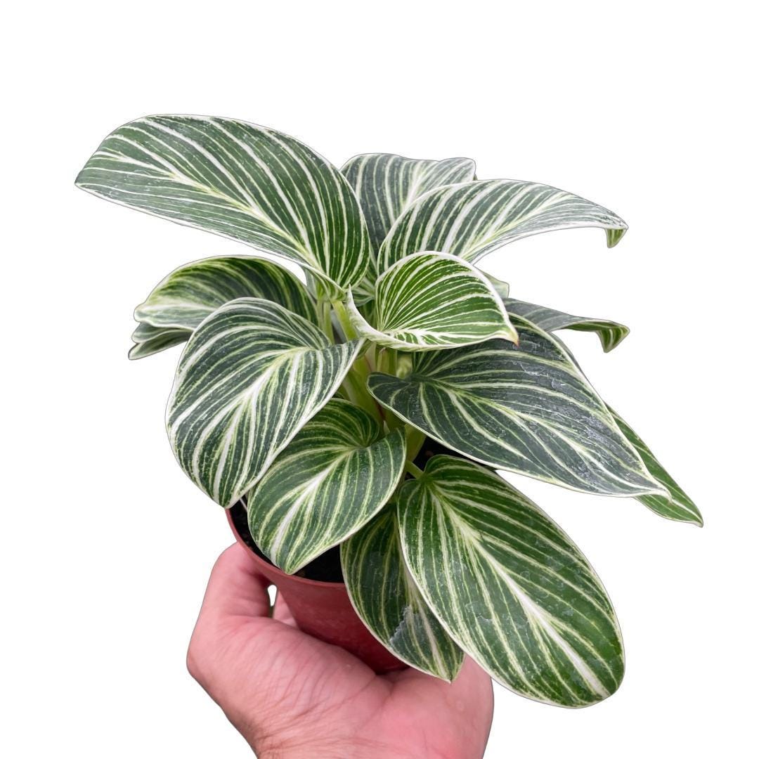 Philodendron White Measure