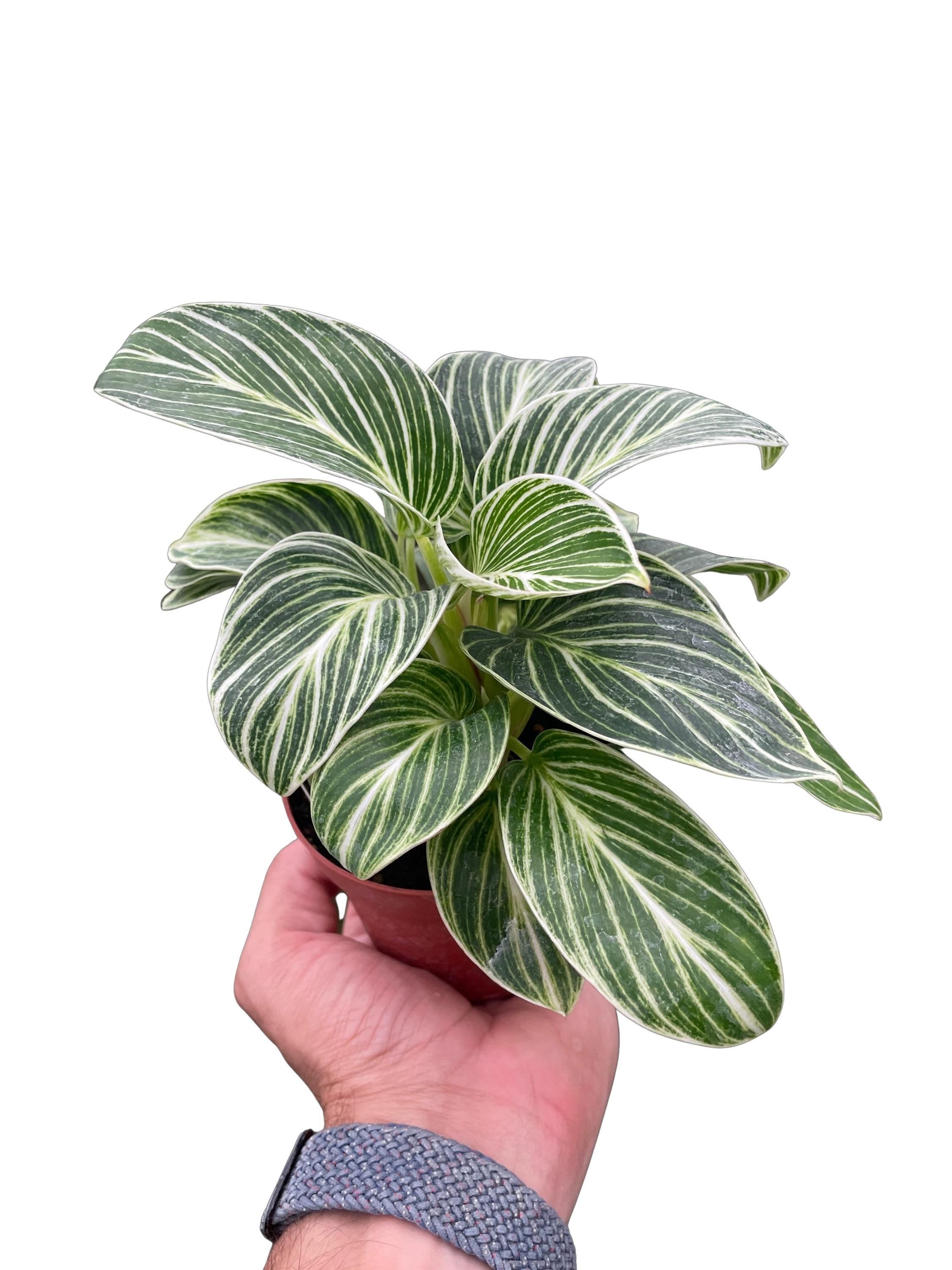 Philodendron White Measure