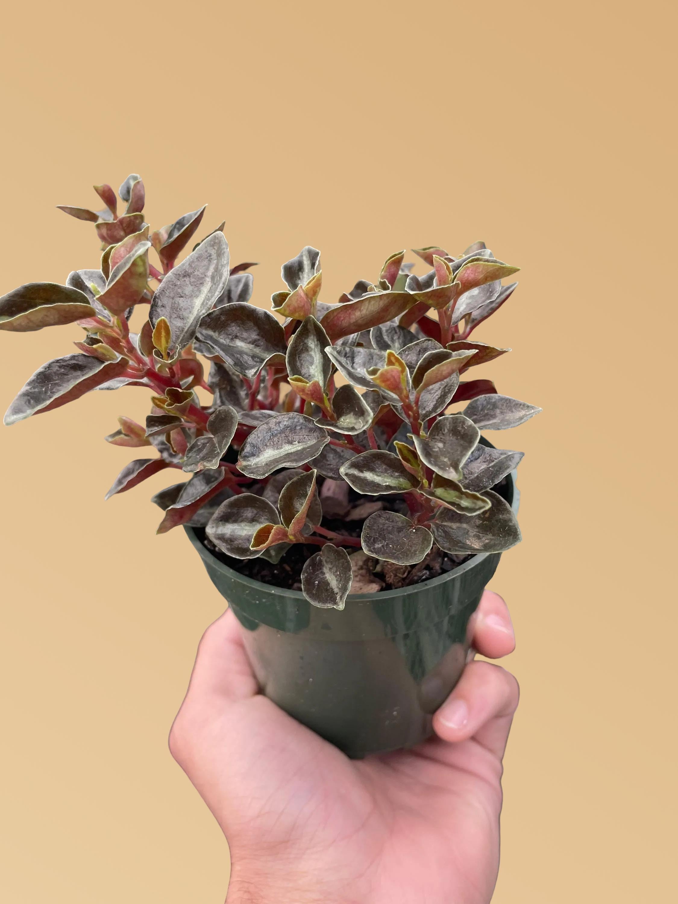 Peperomia 'Metallica' Indoor Plants 4" Pot Austin Jungle Co.
