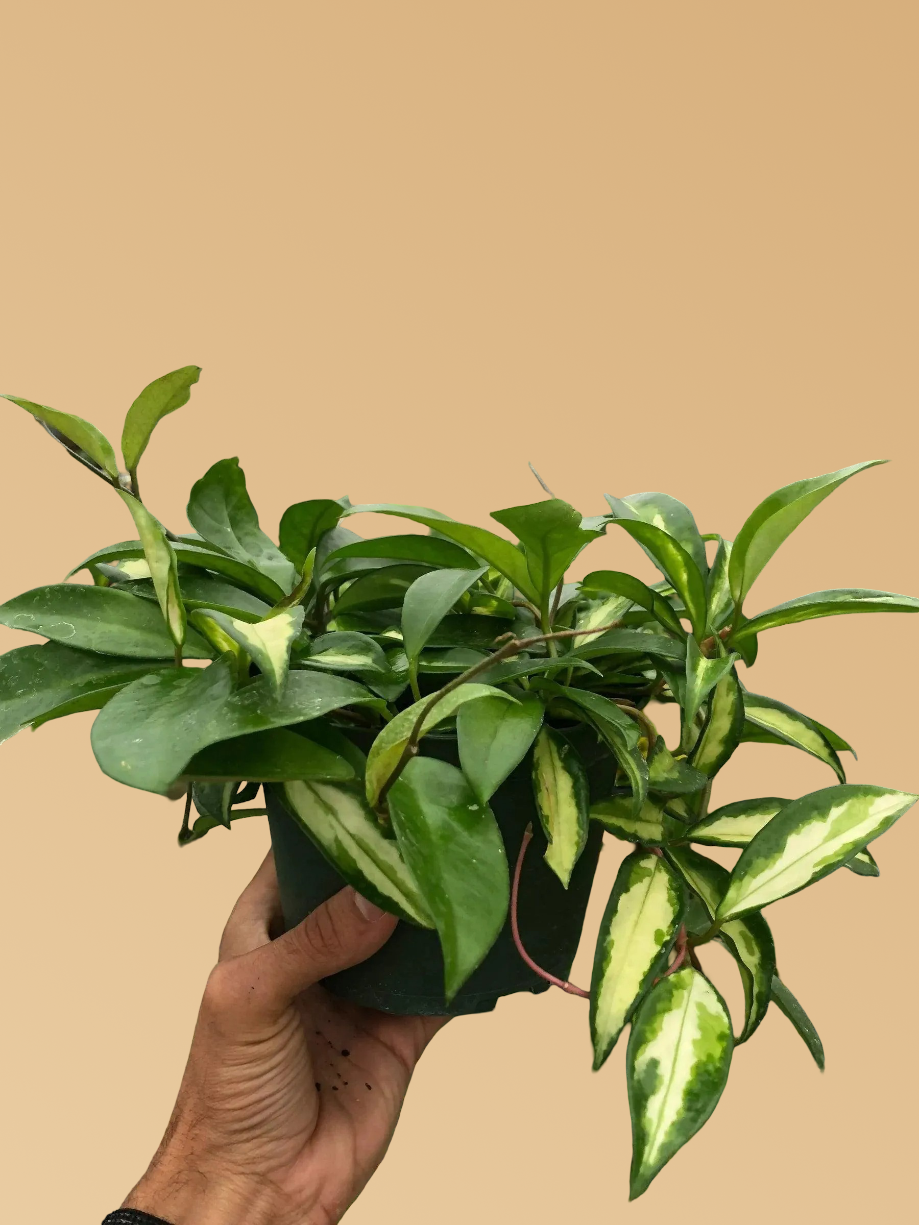 Hoya Carnosa 'Krimson Princess'