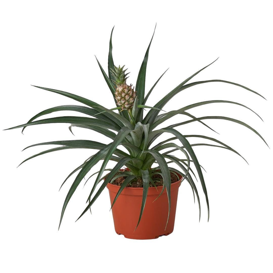 Bromeliad 'Yellow Pineapple' - 6" Pot