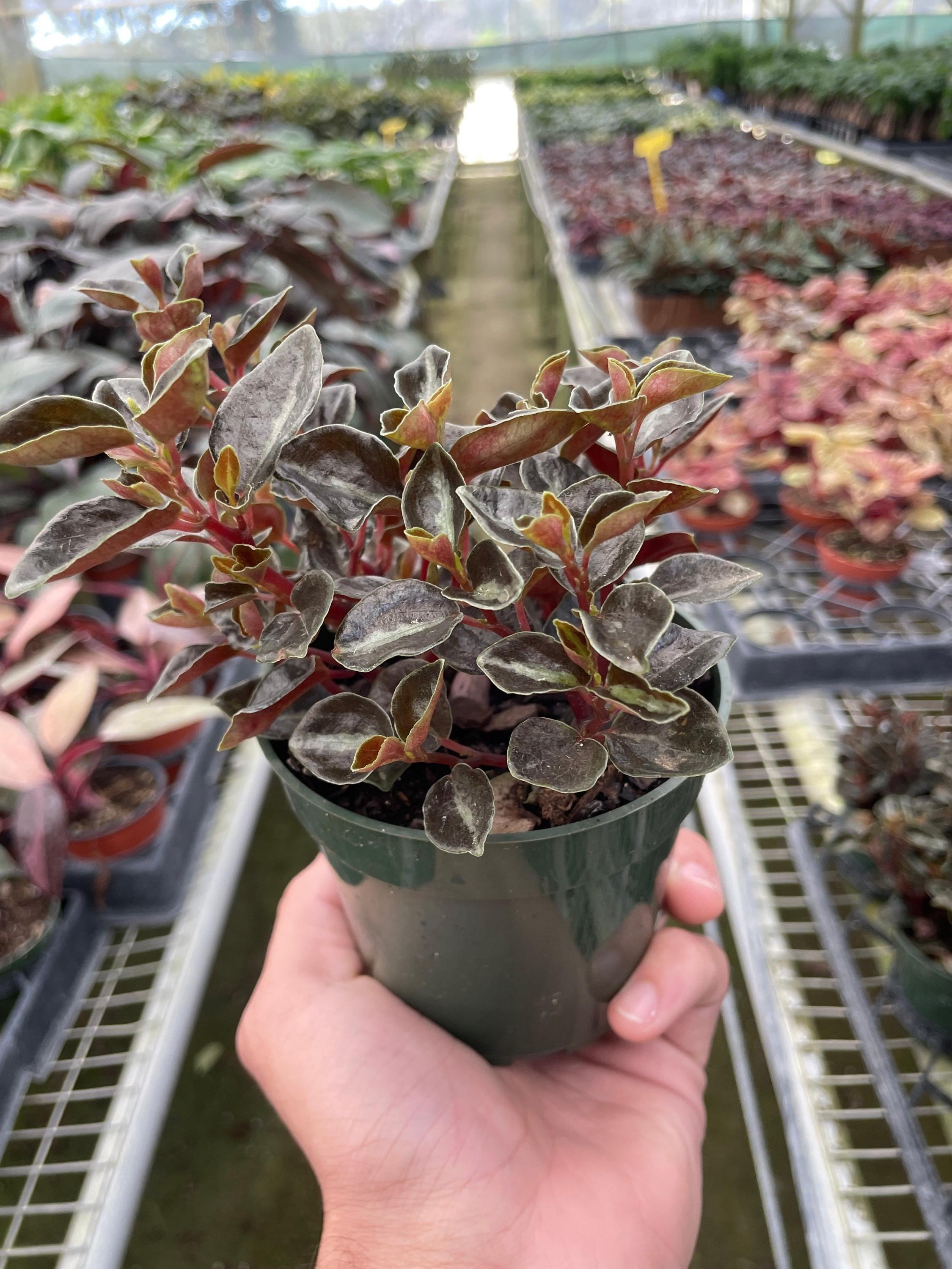 Peperomia 'Metallica' Indoor Plants 4" Pot Austin Jungle Co.
