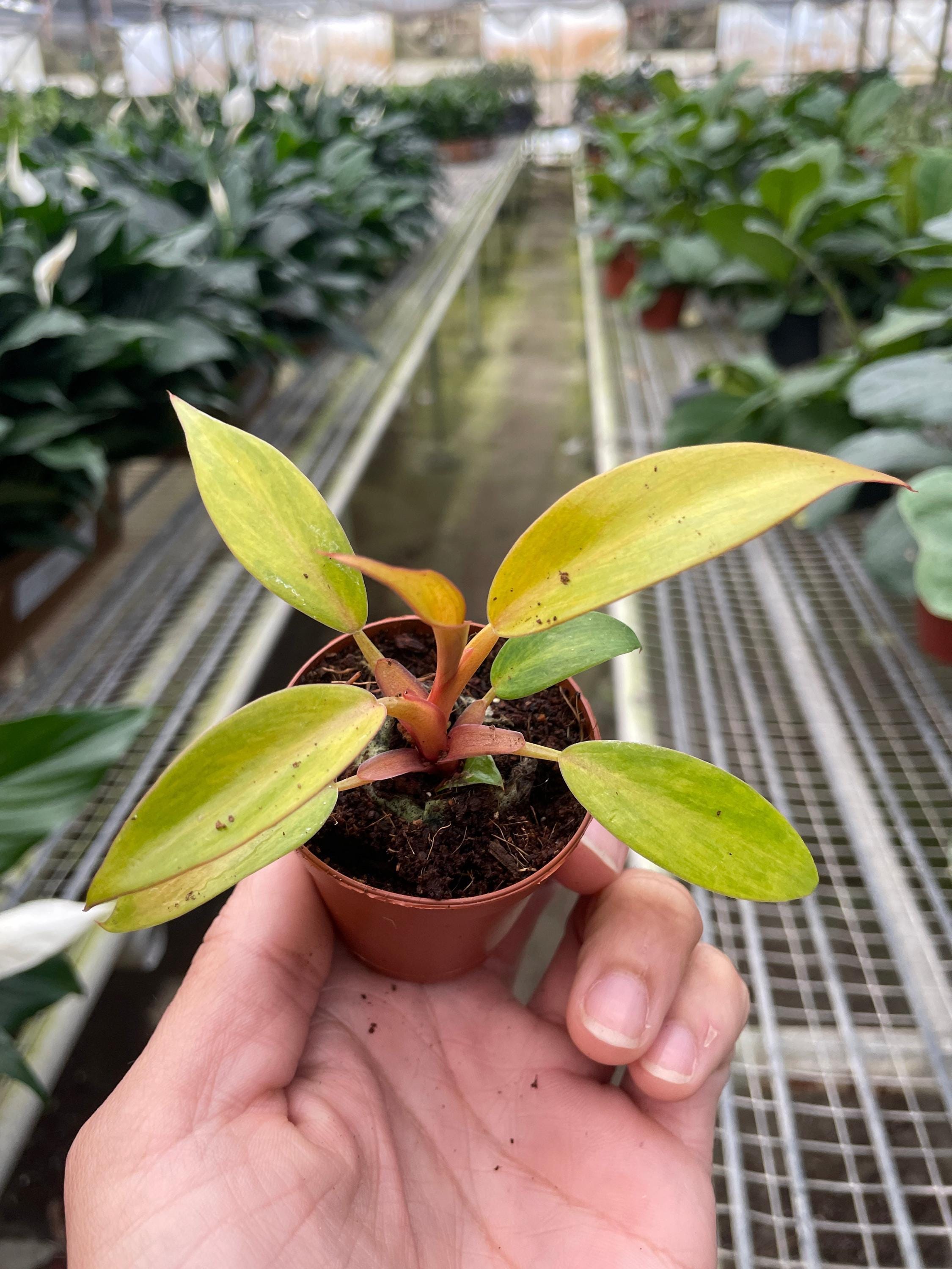 Philodendron 'Orange Marmalade' Indoor Plants 2" Pot Austin Jungle Co.