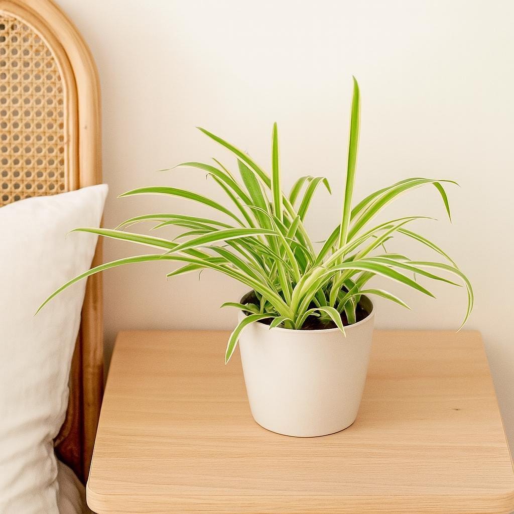 Spider Plant Reverse
