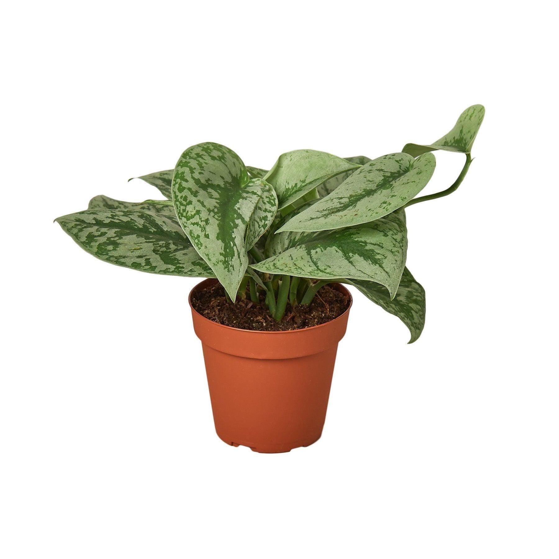 May include: A silver pothos plant with green and silver leaves in a brown pot. The plant is on a white background.