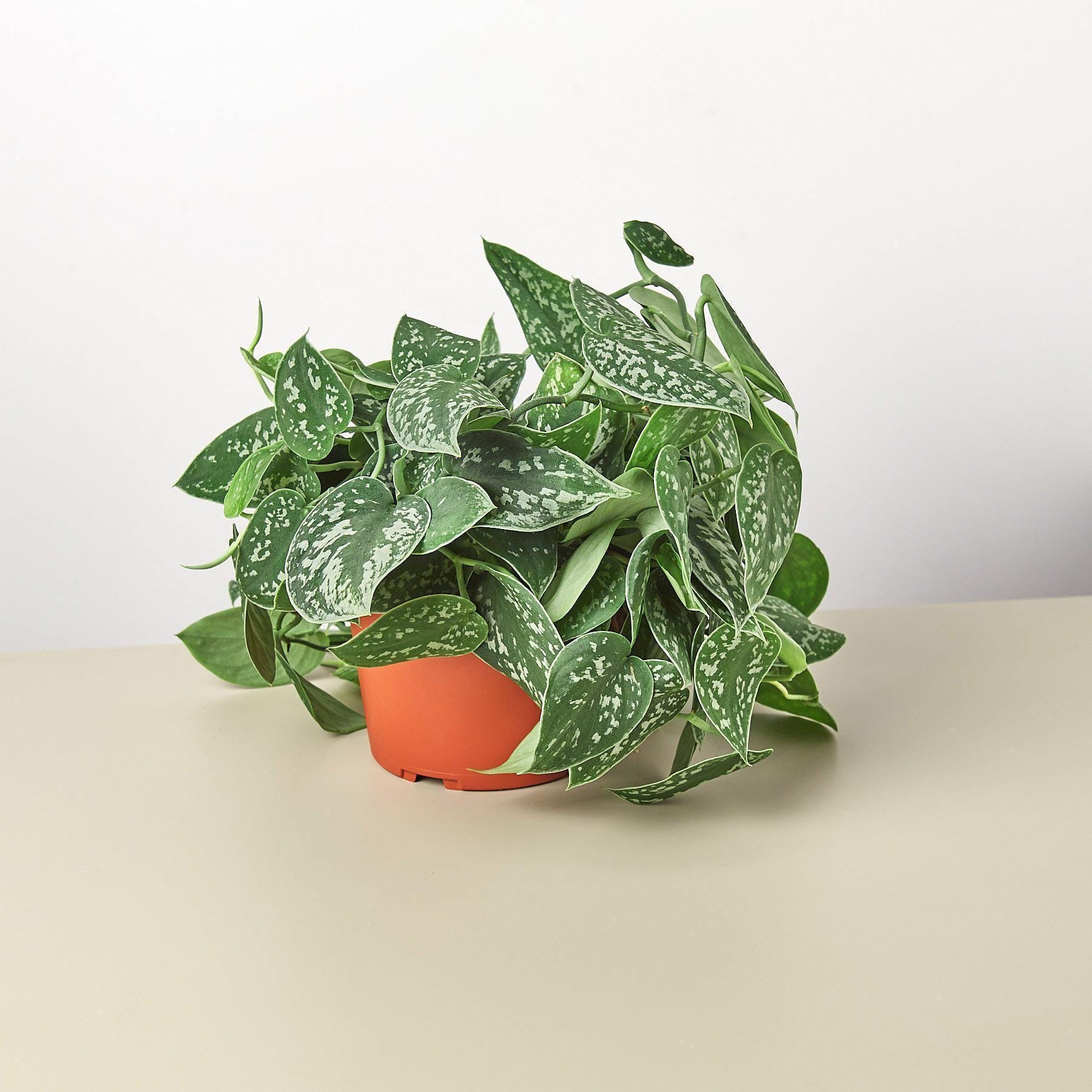 Pothos &#39;Satin&#39; - House Plant Shop