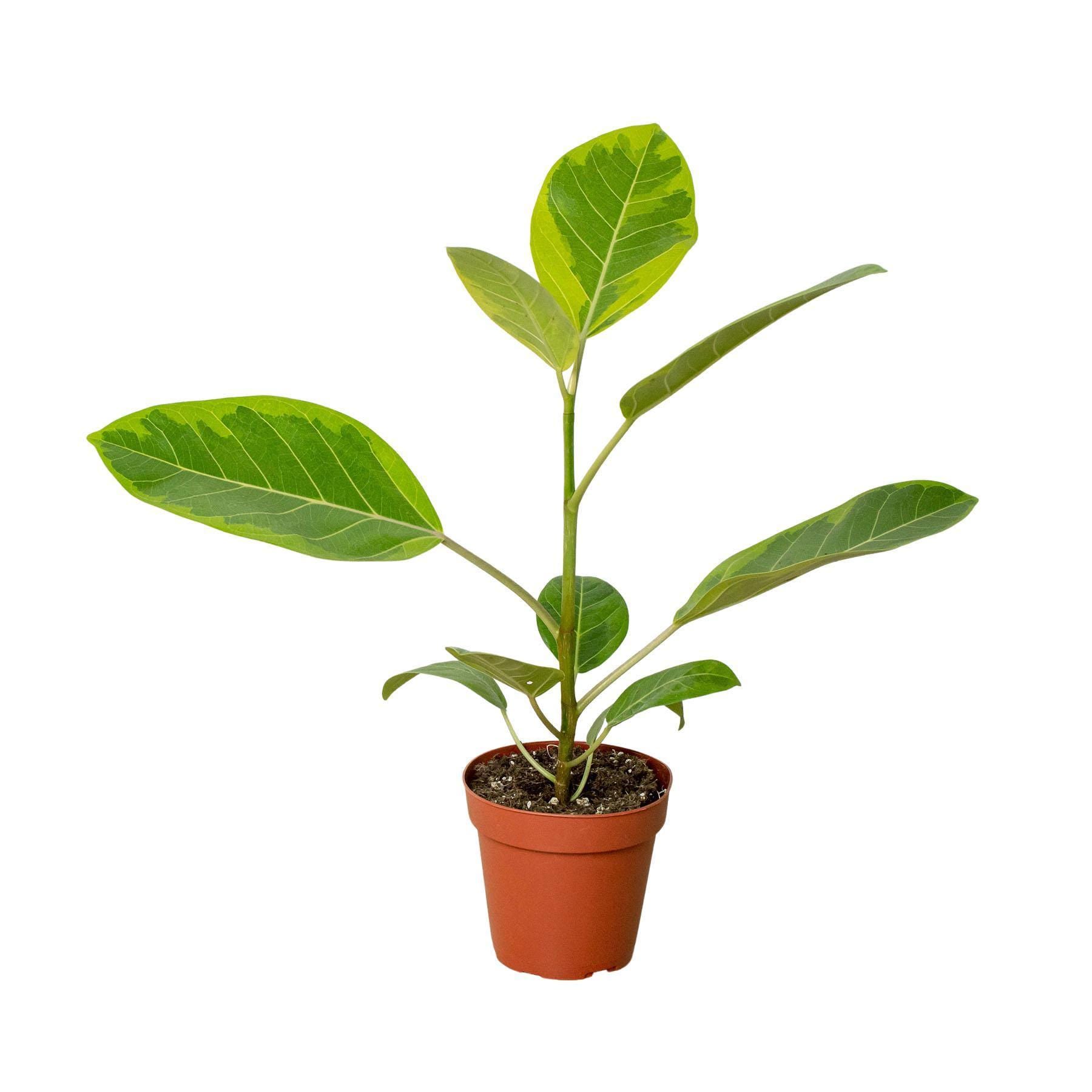 May include: A small potted plant with green and yellow variegated leaves. The plant is in a brown plastic pot and is sitting on a white background.