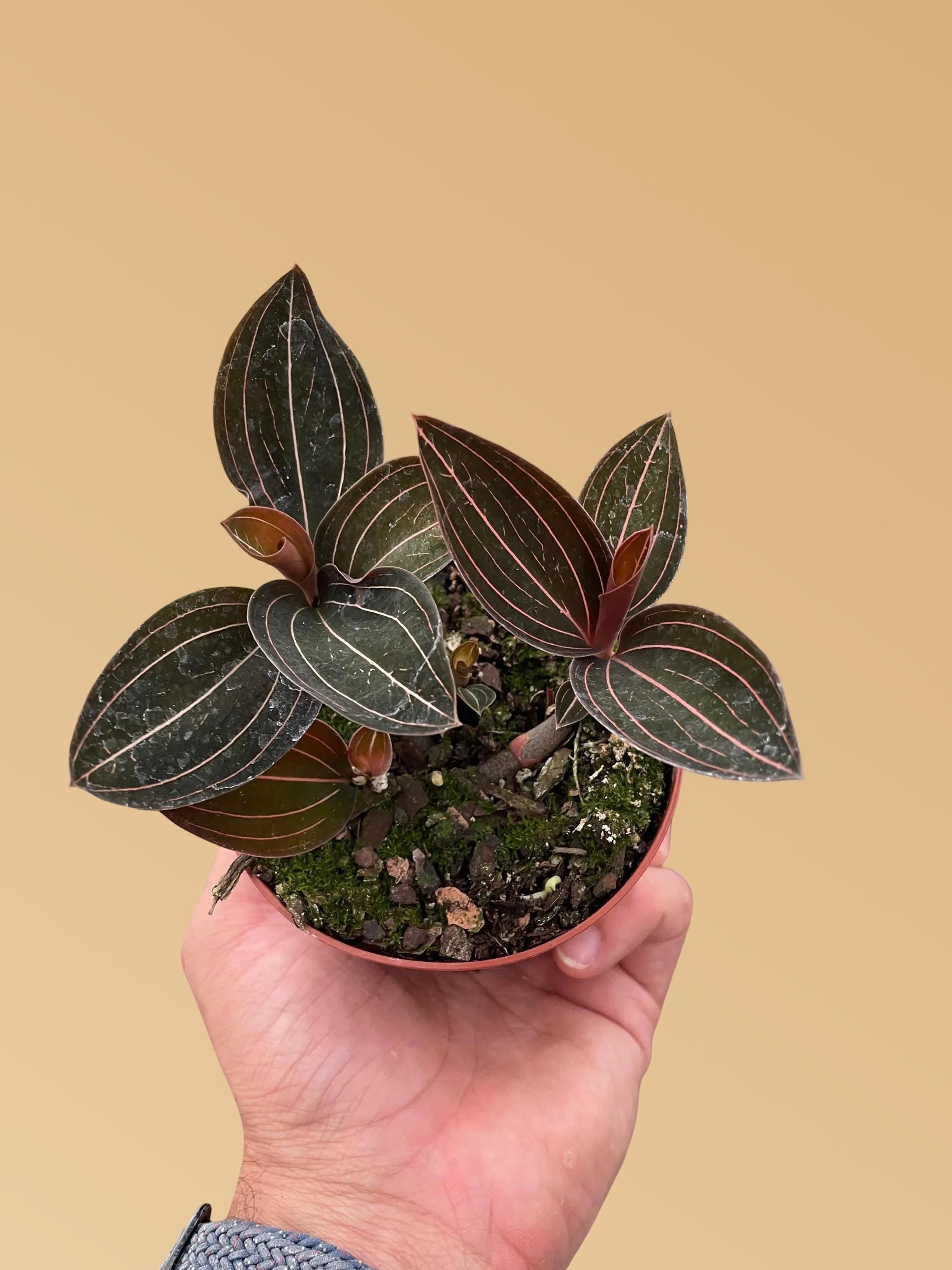 Ludisia Discolor