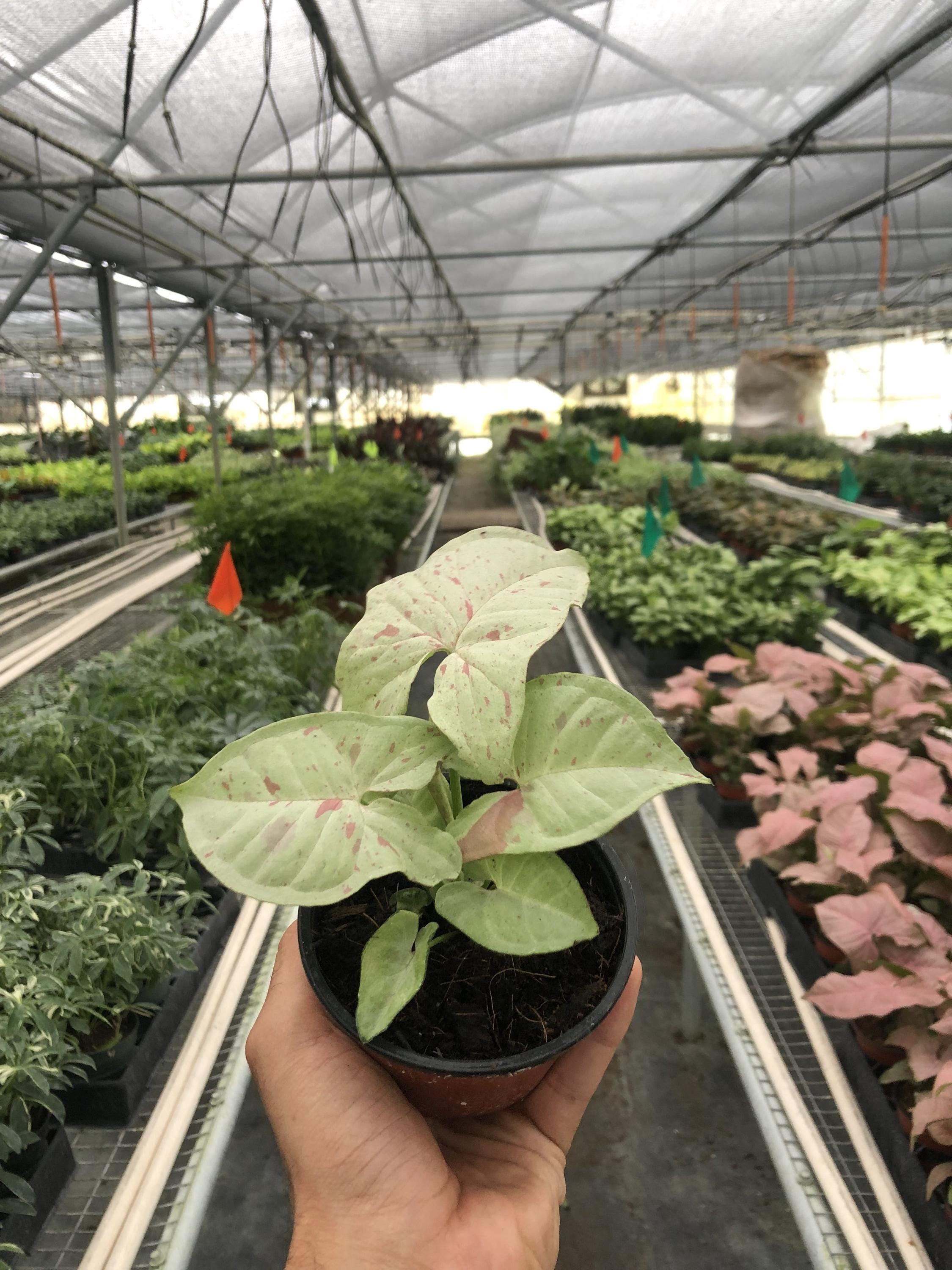 May include: A small potted plant with green and pink leaves. The plant is in a black plastic pot and is surrounded by other plants in a greenhouse setting.