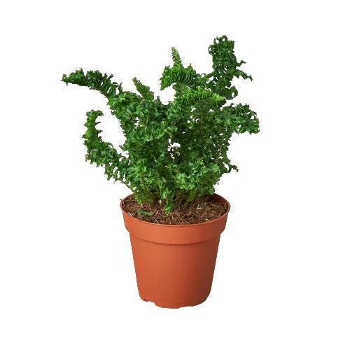 'Emina' Fern - 4" Pot