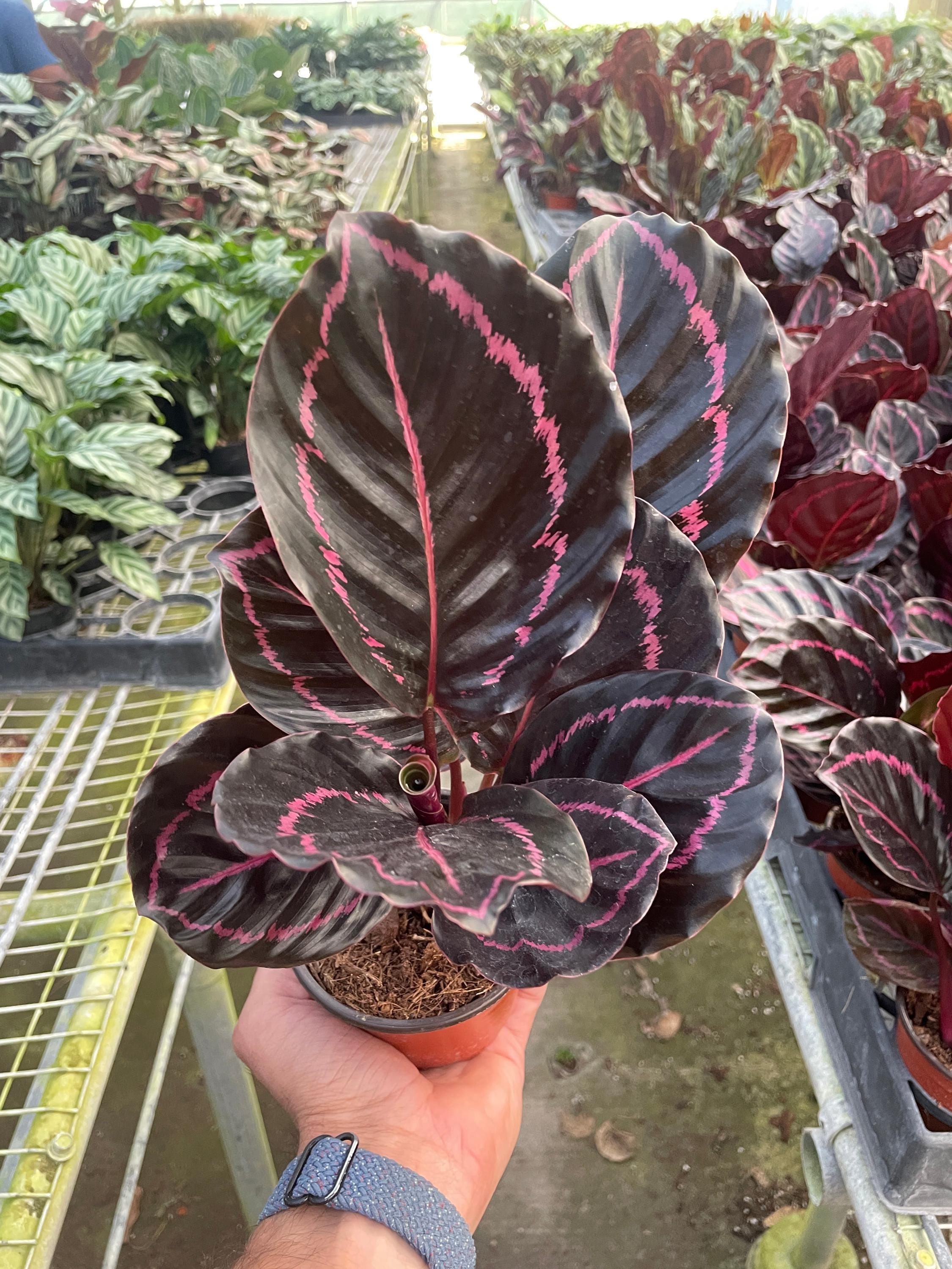 May include: A dark burgundy houseplant with pink veins on the leaves. The plant is in a small brown pot.