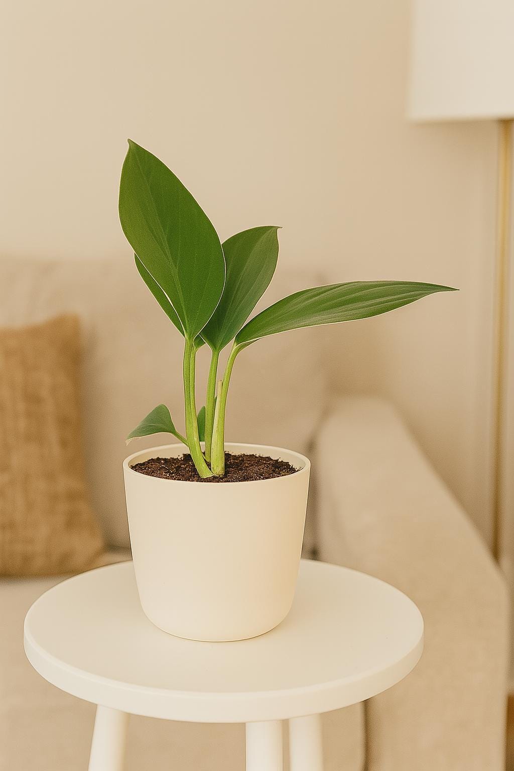 Philodendron 'Dragon Tail'
