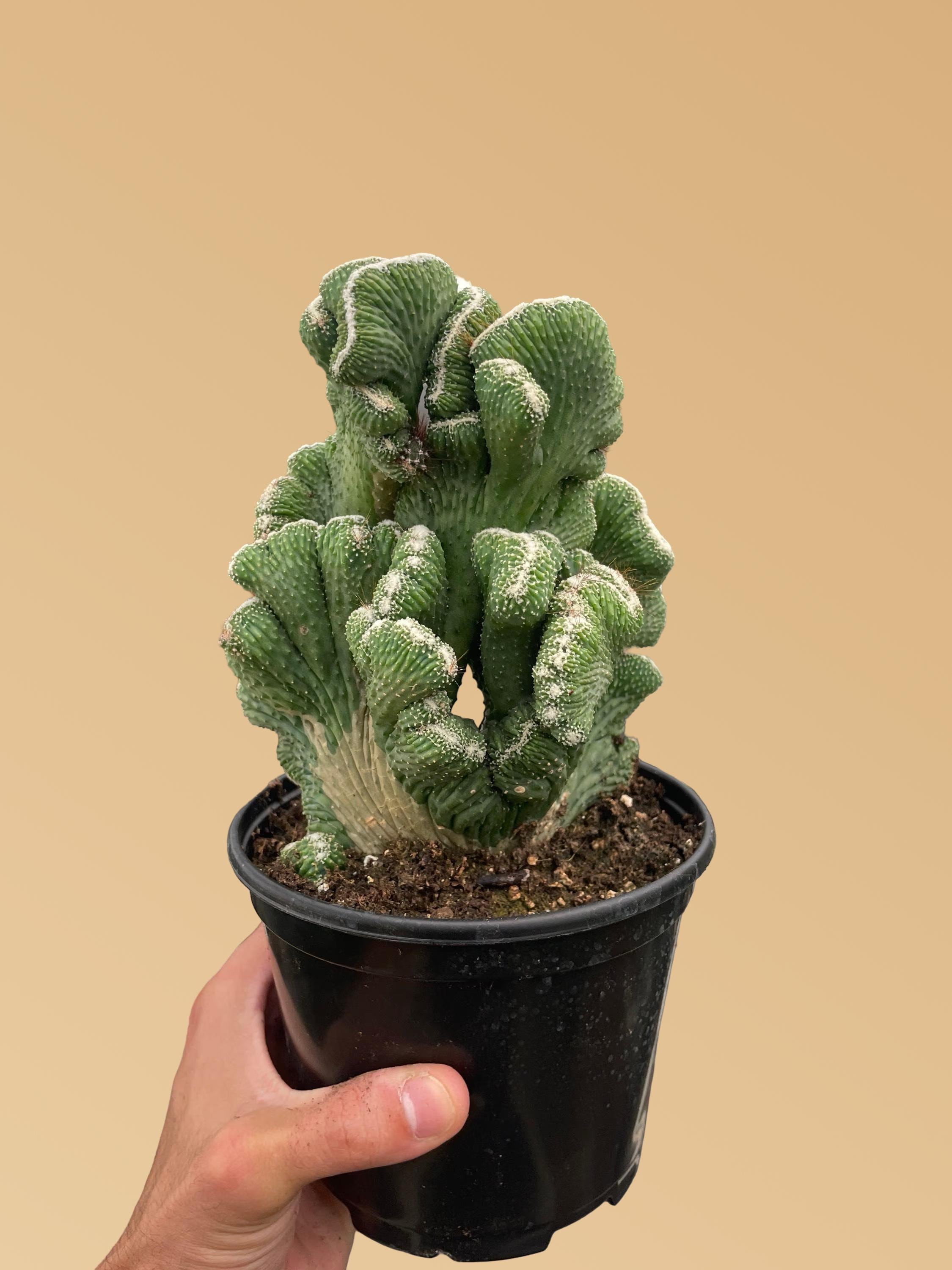 Succulent Cereus Coral Green