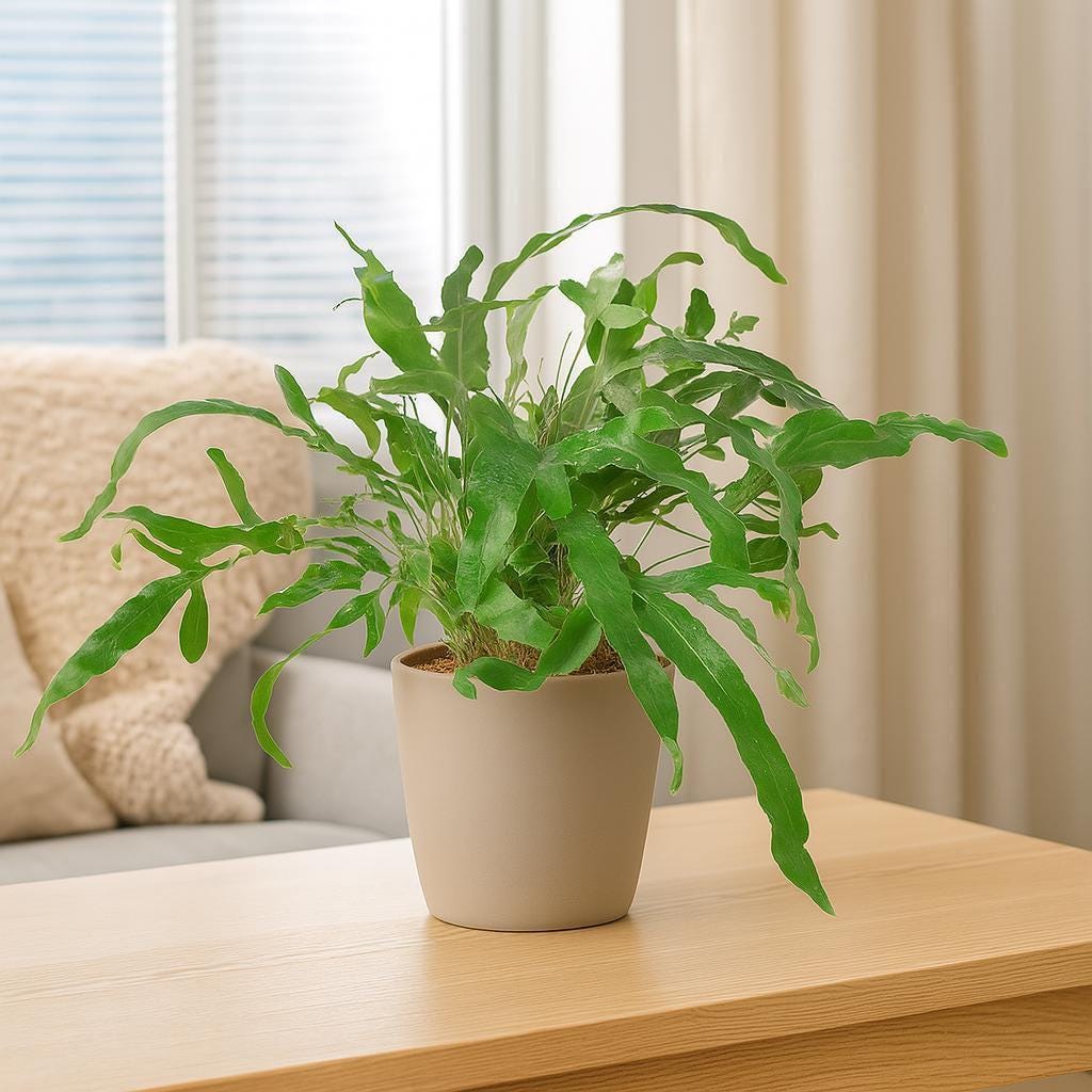 Fern 'Blue Star'