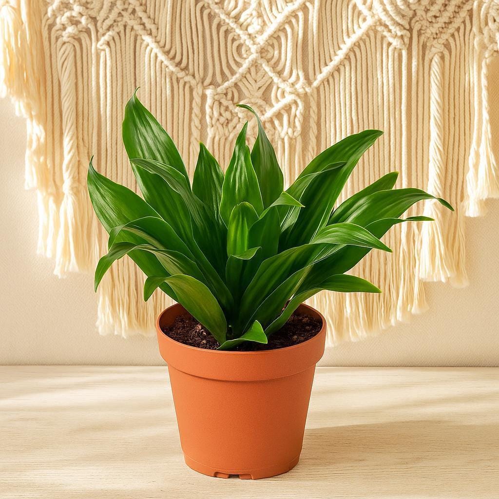 Dracaena 'Janet Craig'