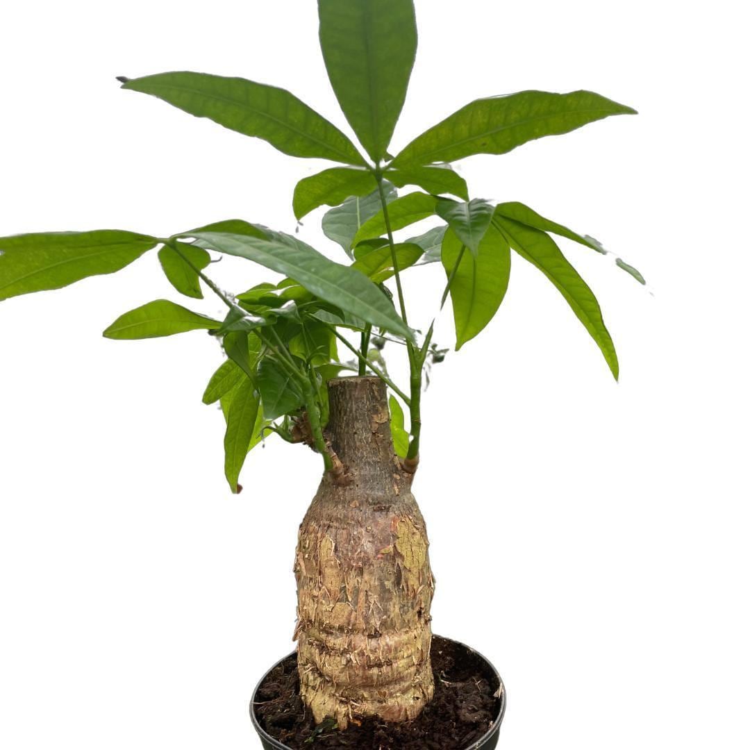 Money Tree 'Guiana Chestnut' Pachira Stump