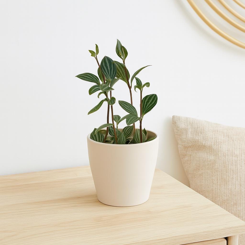 Peperomia 'Parallel'