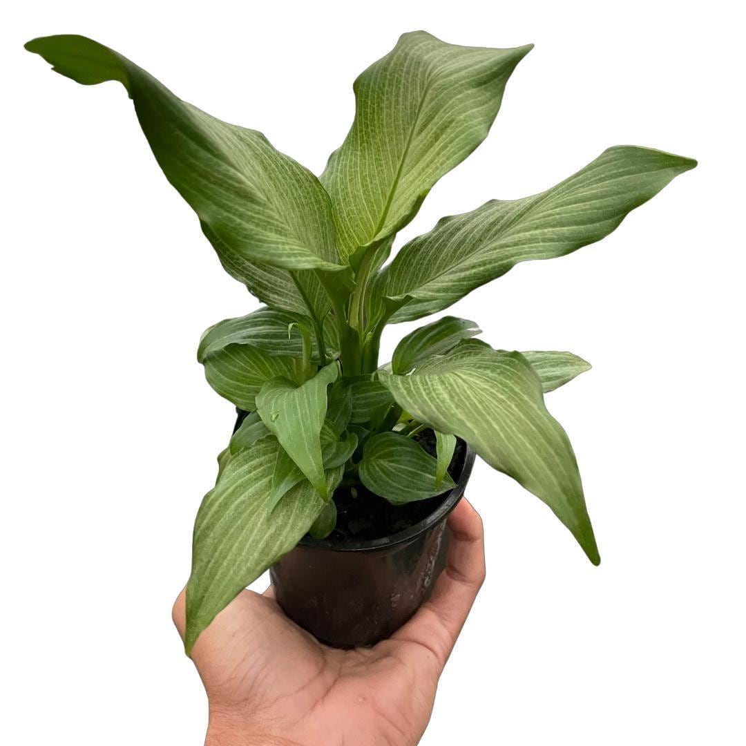 May include: A small potted plant with green leaves. The leaves have a light green color and a striped pattern. The plant is in a black plastic pot.