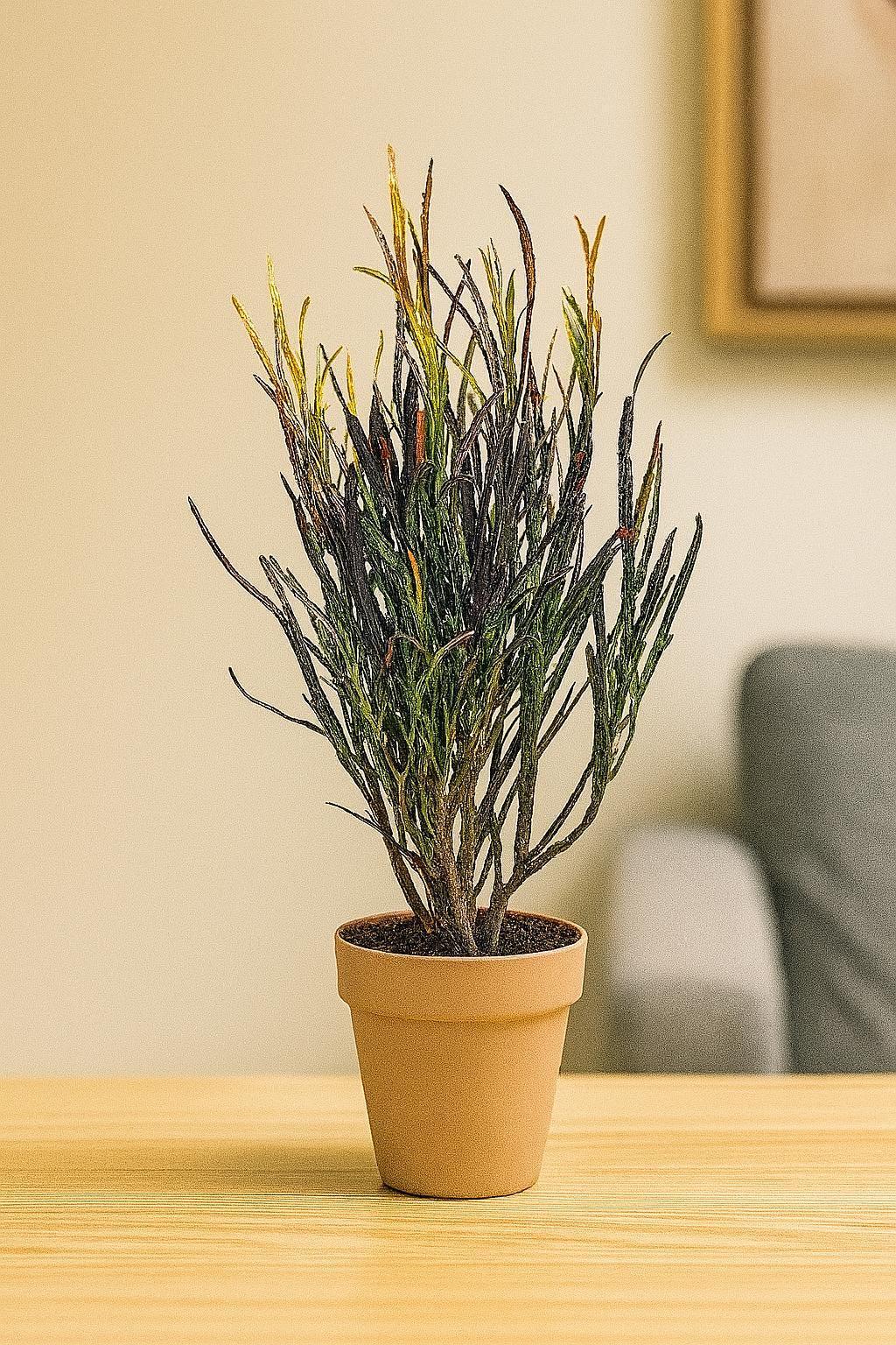 Croton 'Picasso'