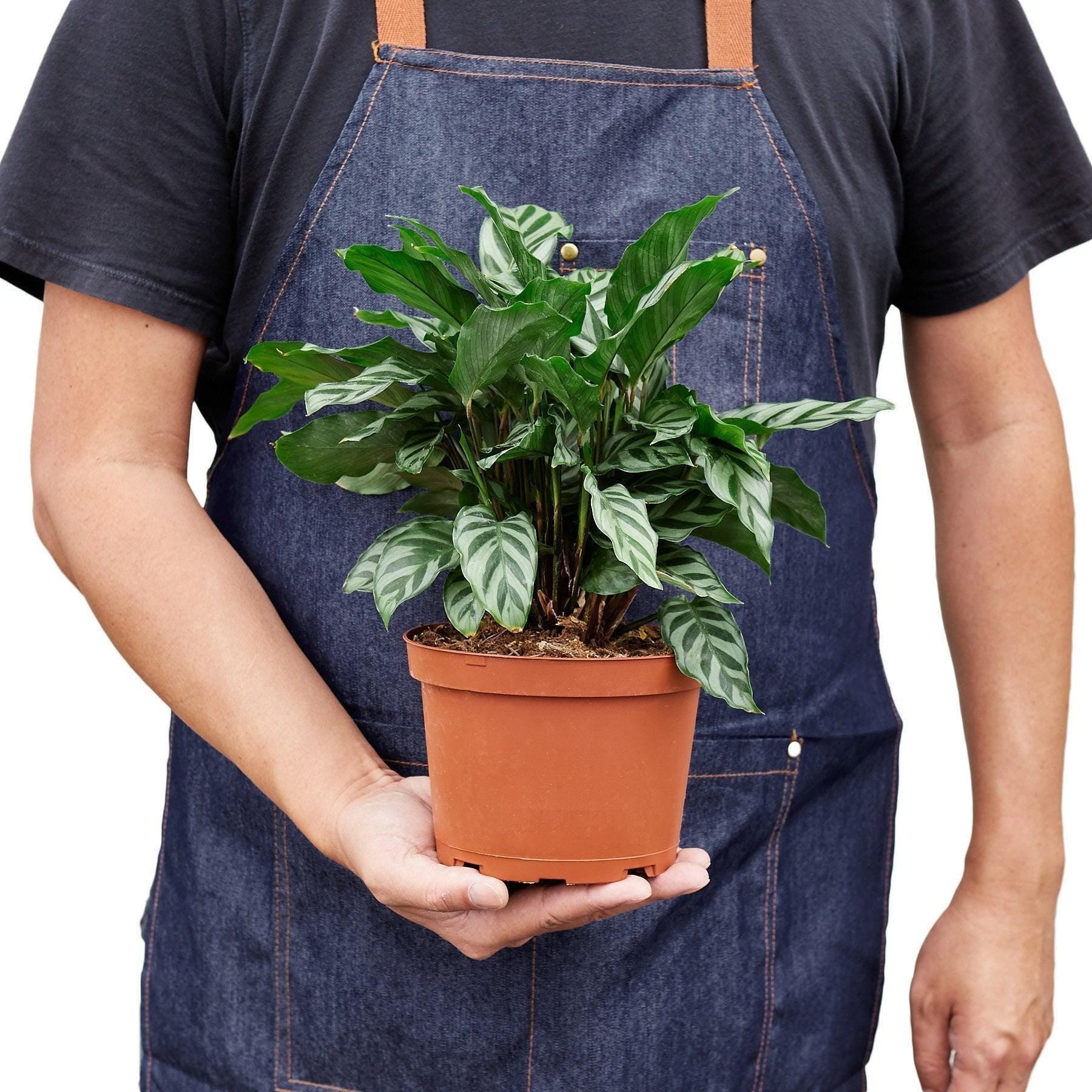 May include: A green and white striped calathea plant in a brown plastic pot.