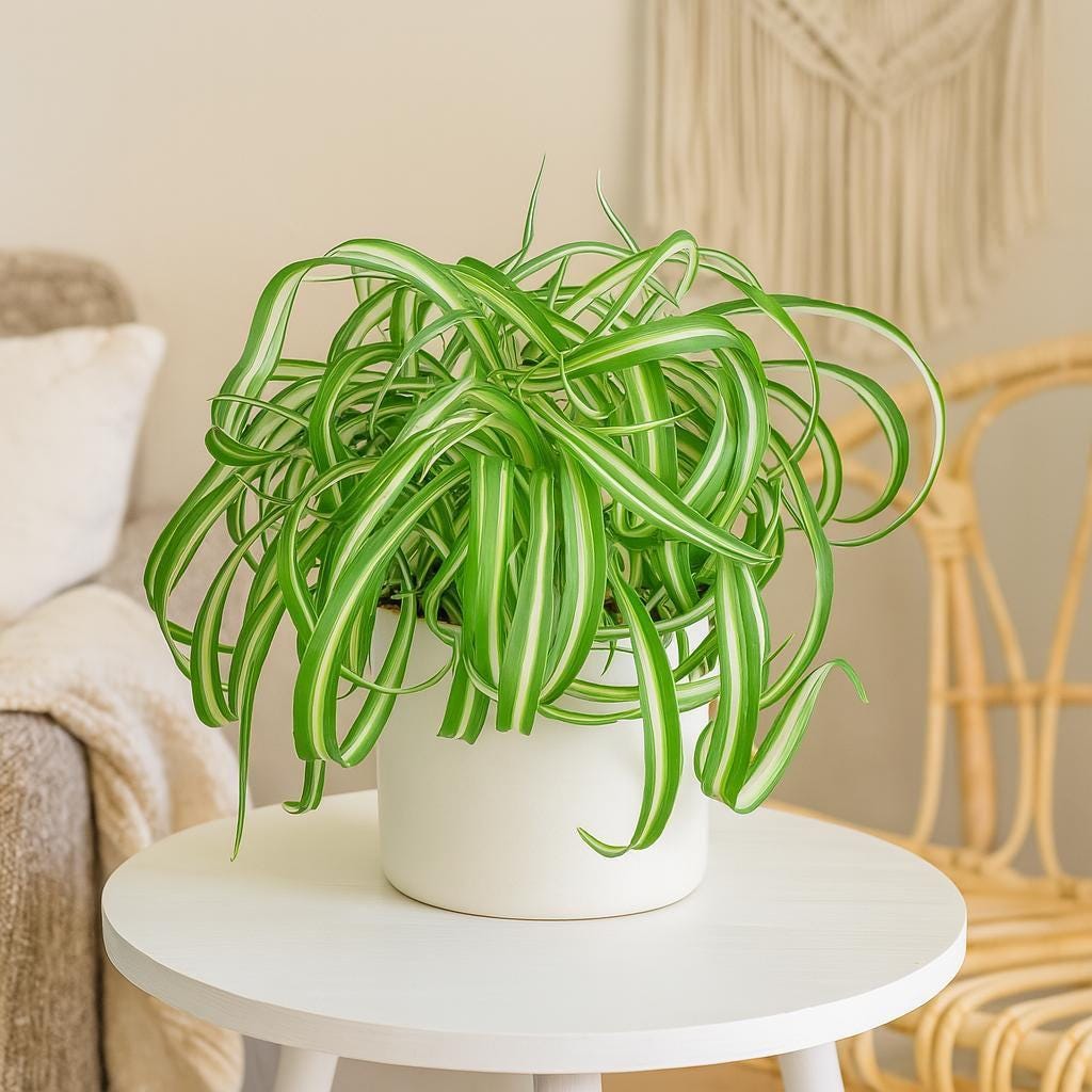 Spider Plant 'Bonnie'
