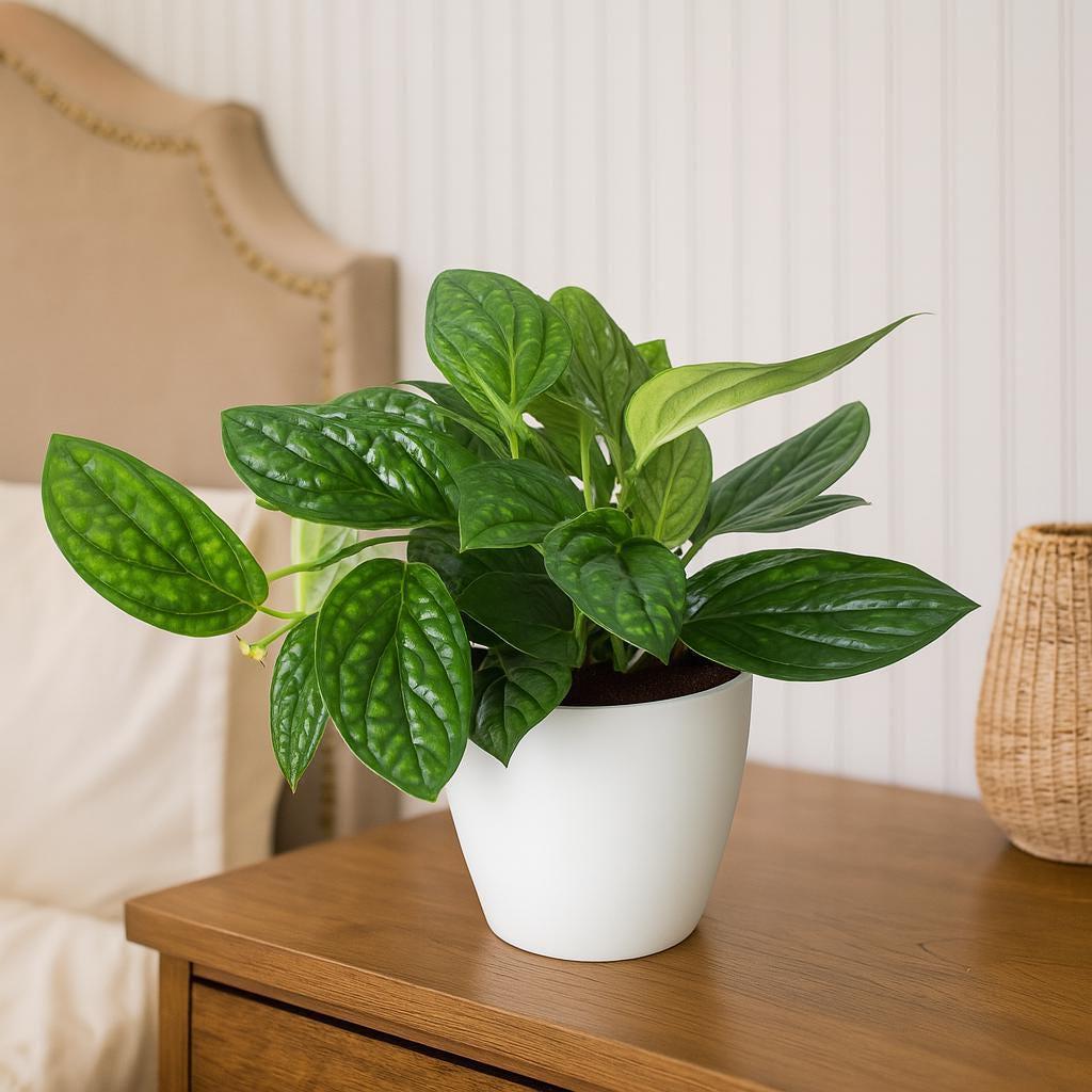 Monstera 'Peru'