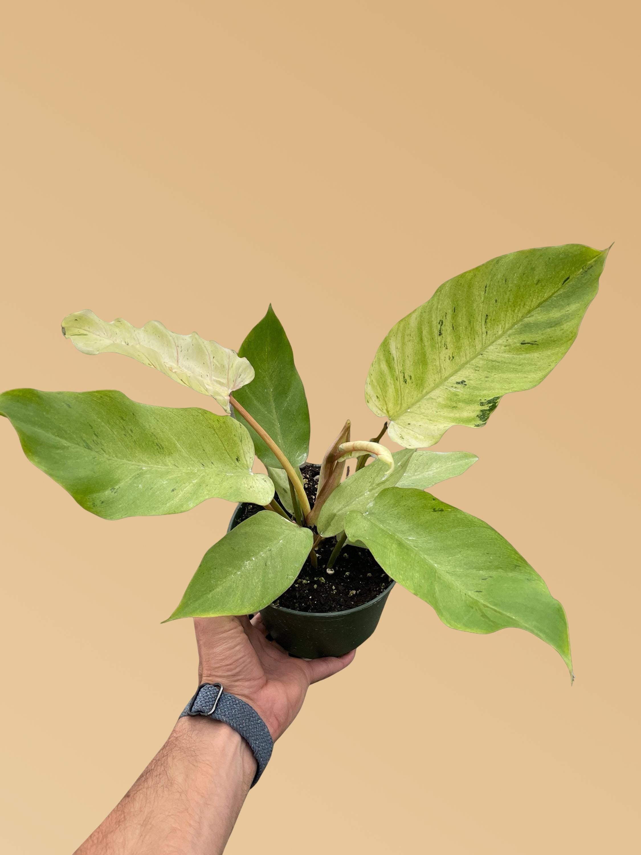 Philodendron 'Snowdrift'