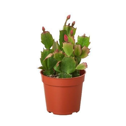 Zygocactus 'Thanksgiving Cactus'