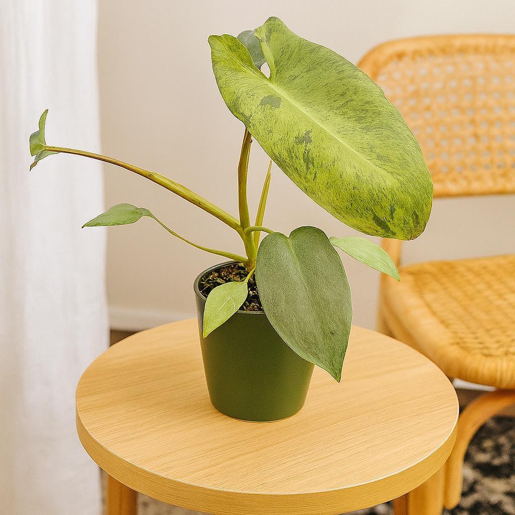 Philodendron 'Paraiso Verde'