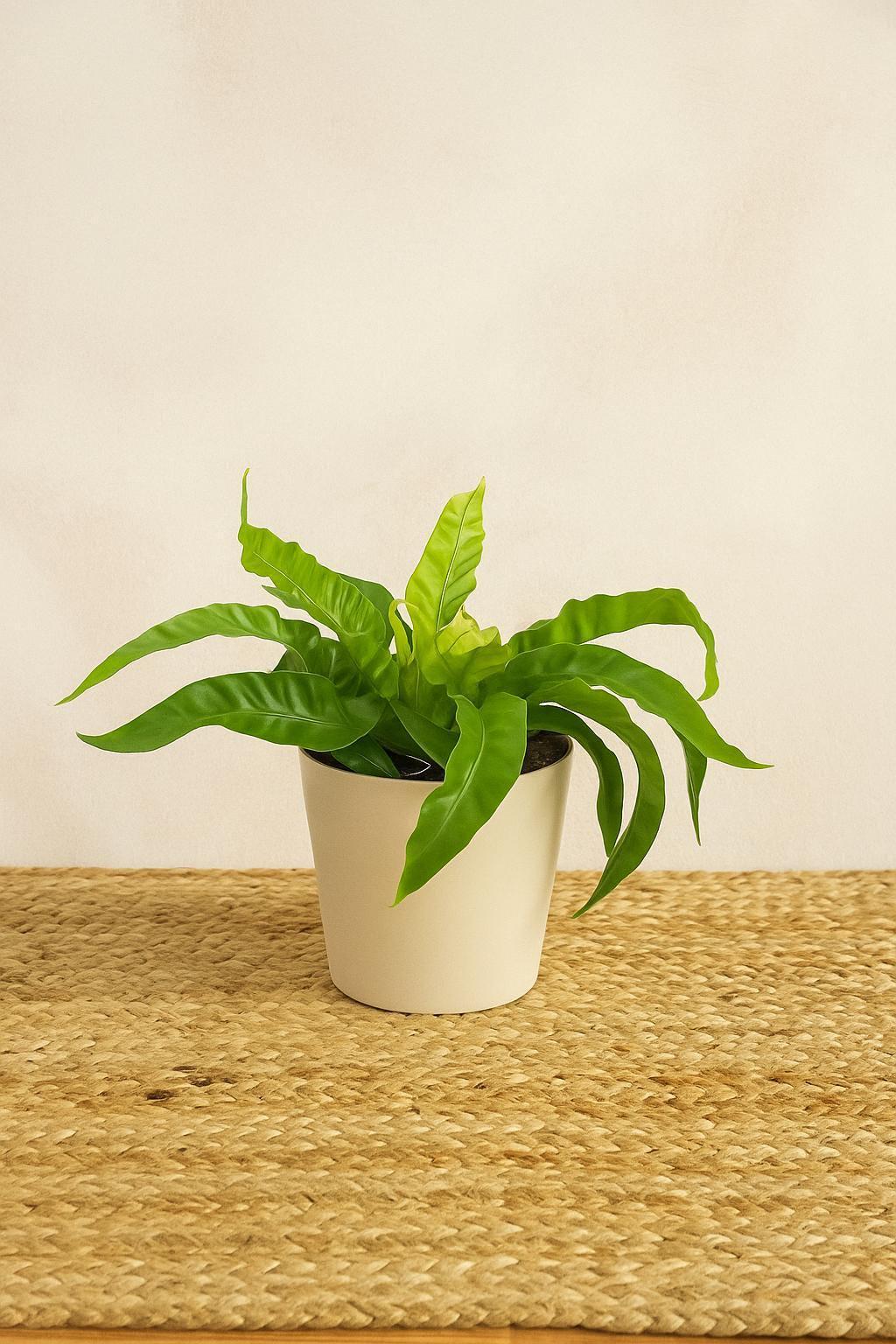 Fern 'Bird's Nest Hurricane'