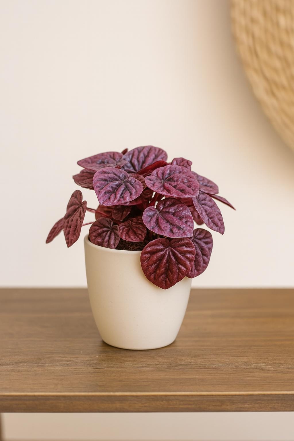 Peperomia 'Ripple Red'