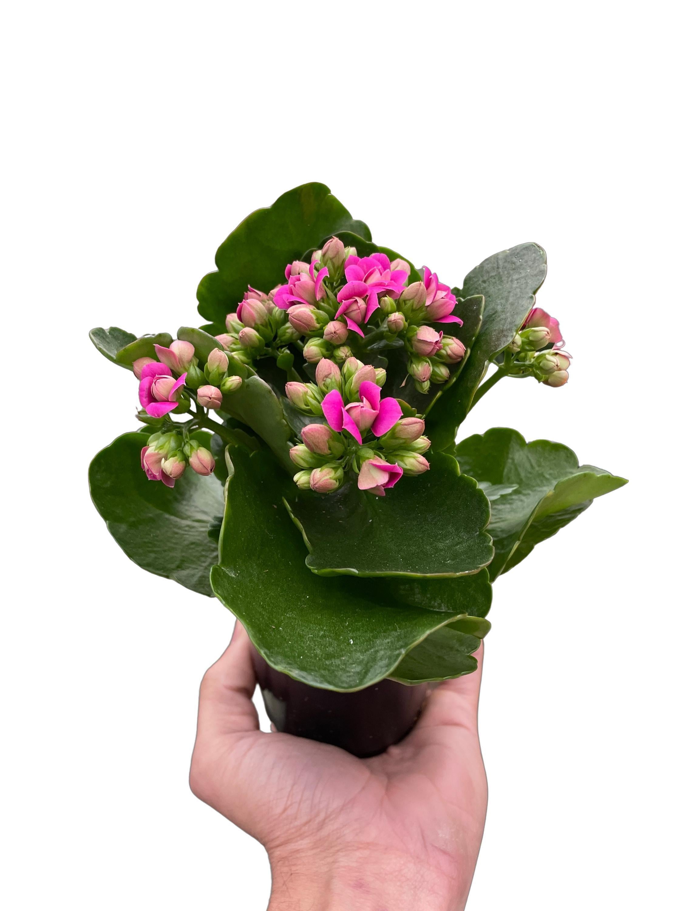 Kalanchoe