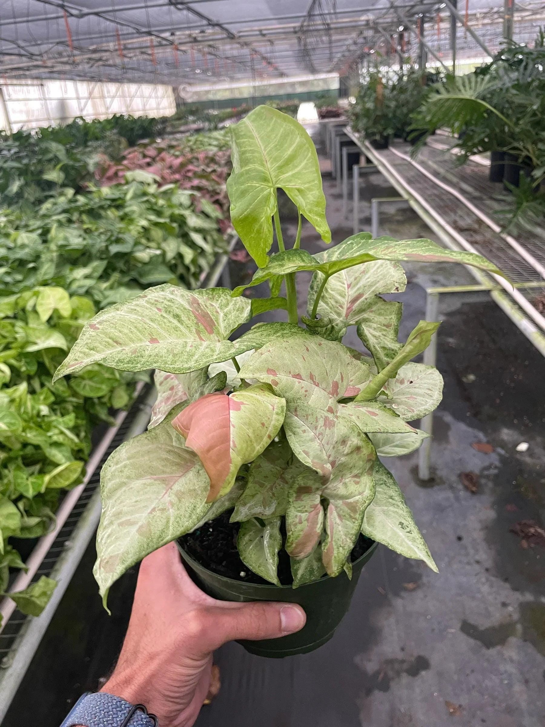 May include: A potted plant with green and white variegated leaves and pink accents. The plant is in a black plastic pot.