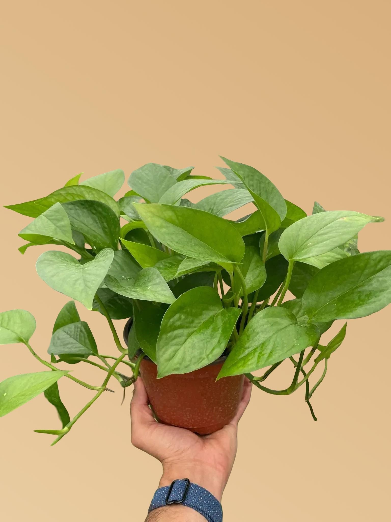Pothos 'Green Queen'