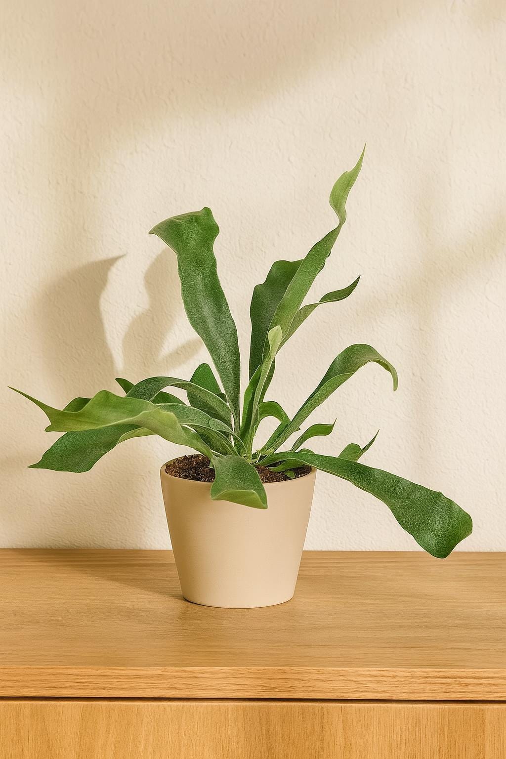 Staghorn Fern