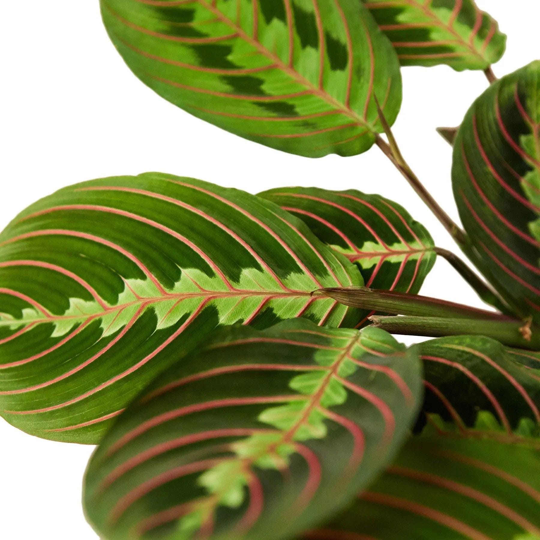 Maranta Red Prayer Plant