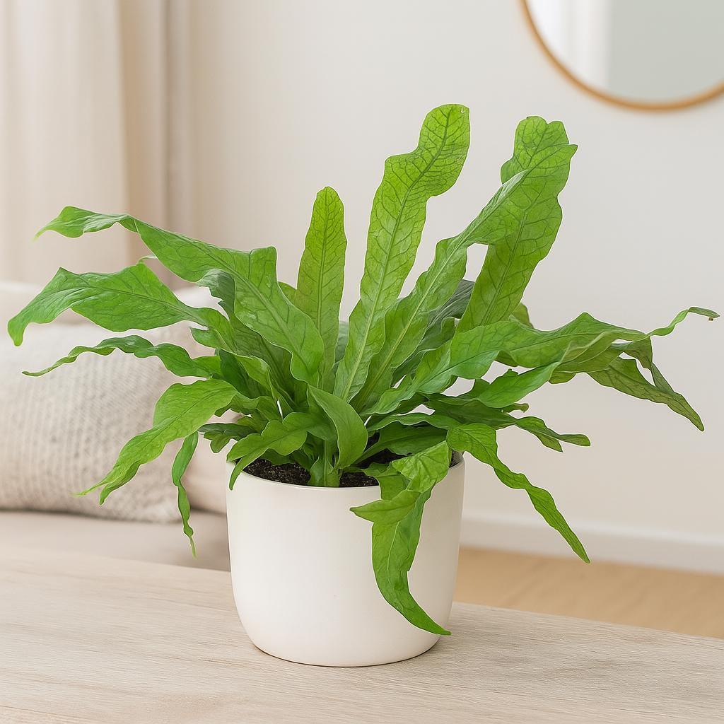 Fern 'Crocodile'