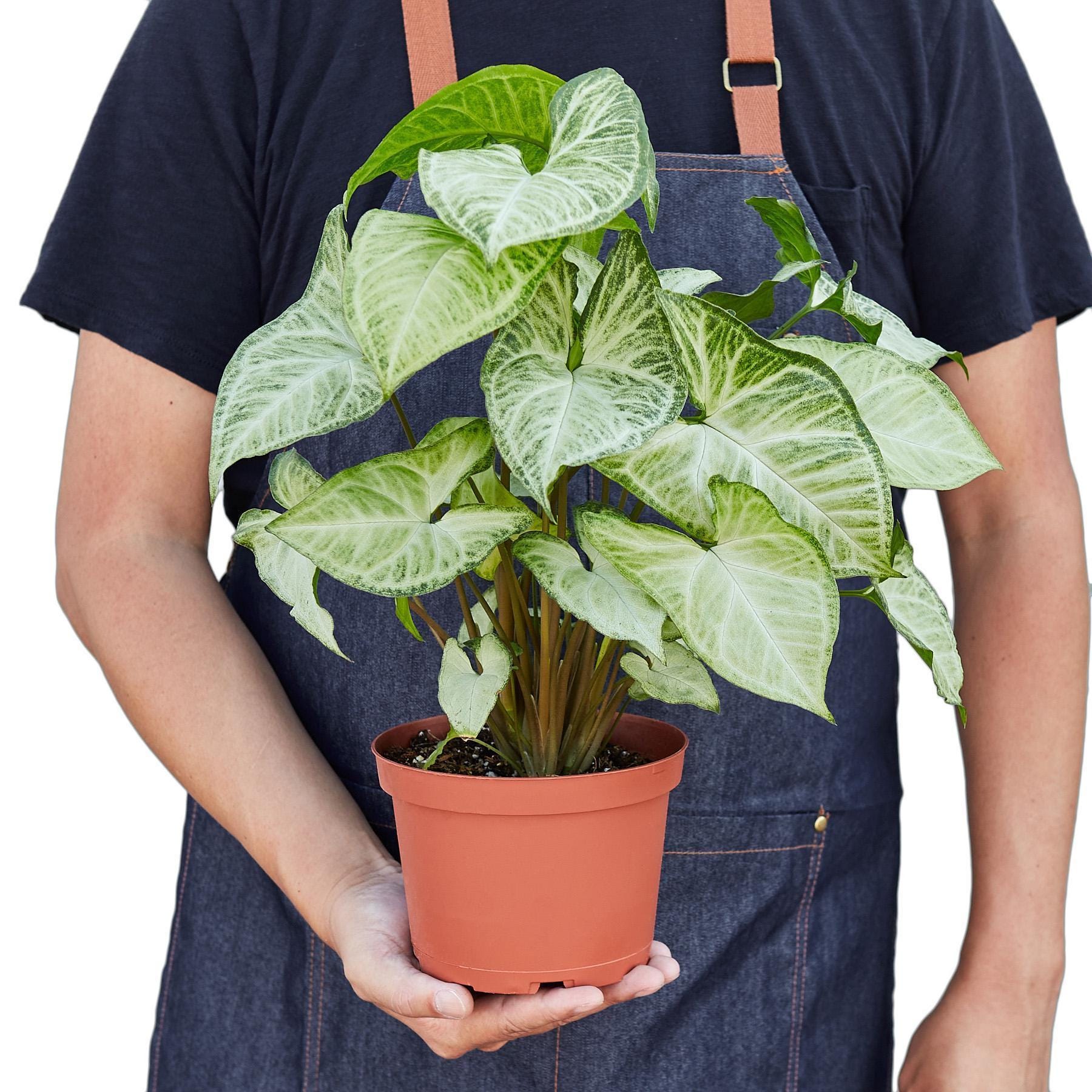 May include: A white and green syngonium plant in a terracotta pot.