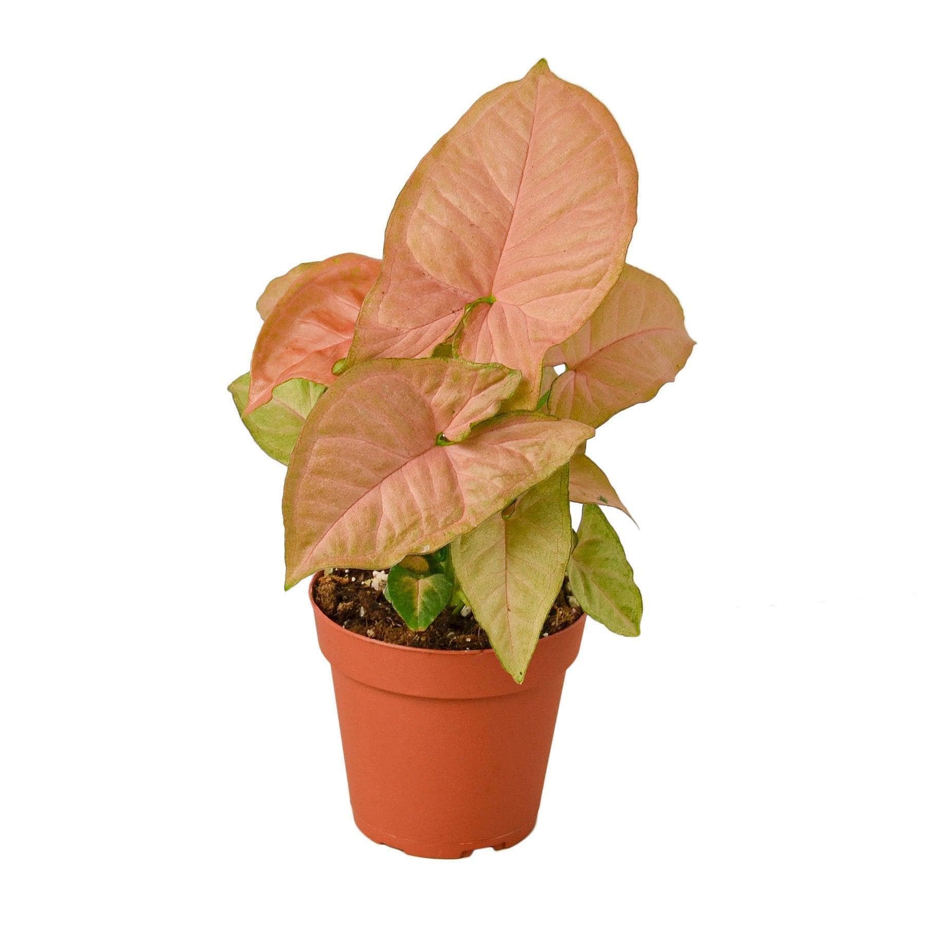 May include: A pink and green syngonium plant in a brown pot. The plant has large, heart-shaped leaves with pink and green variegation.
