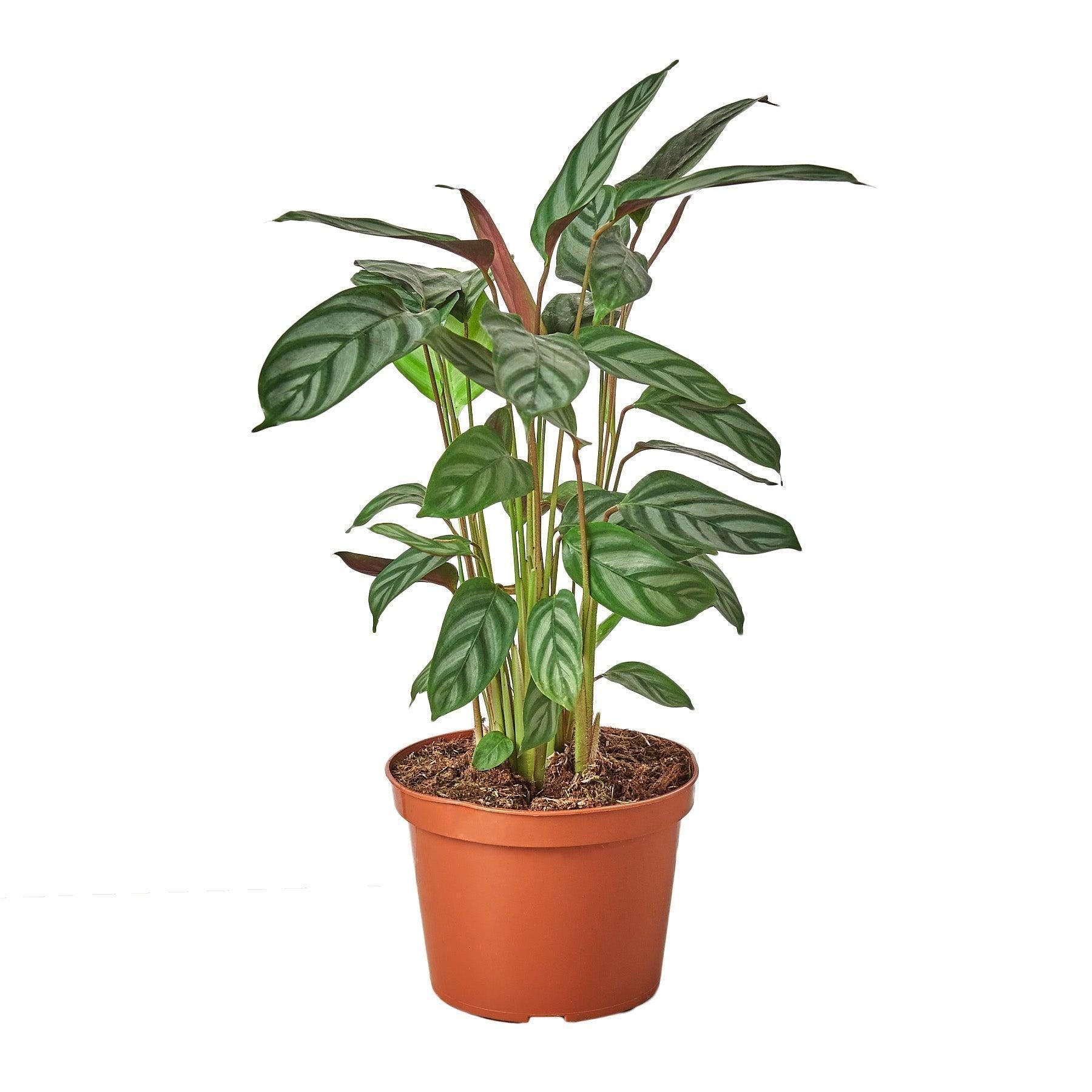 May include: A potted green plant with striped leaves in a brown pot. The plant is called a Calathea and is a popular houseplant.