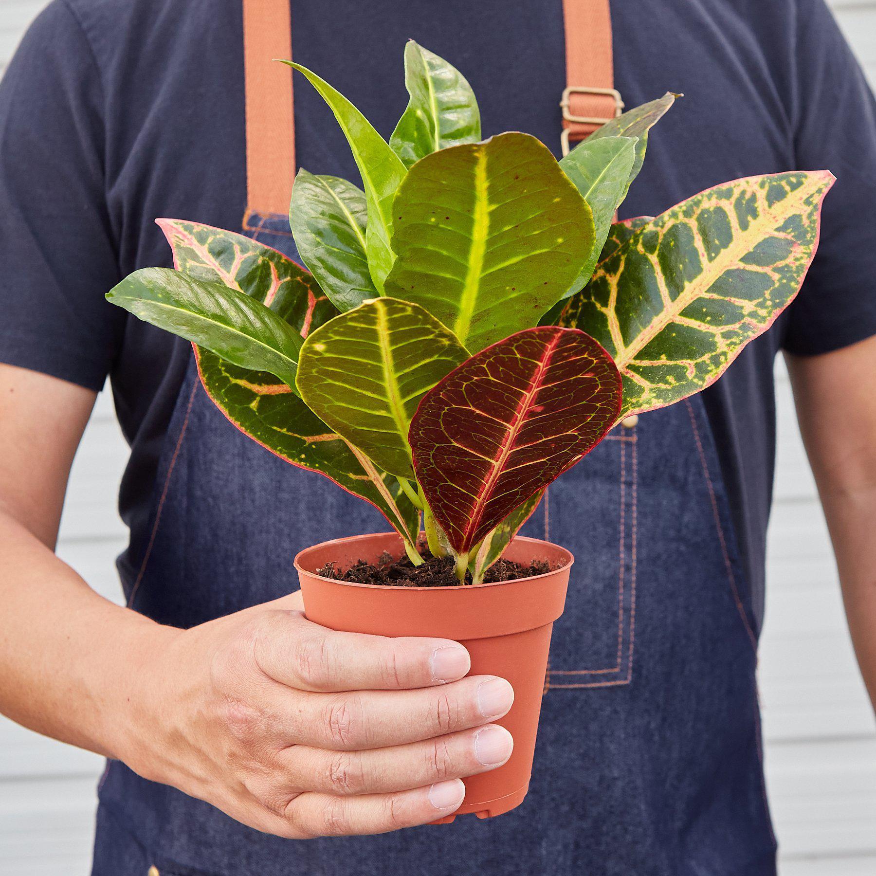 Croton Petra &#39;Joseph&#39;s Coat&#39; - House Plant Shop