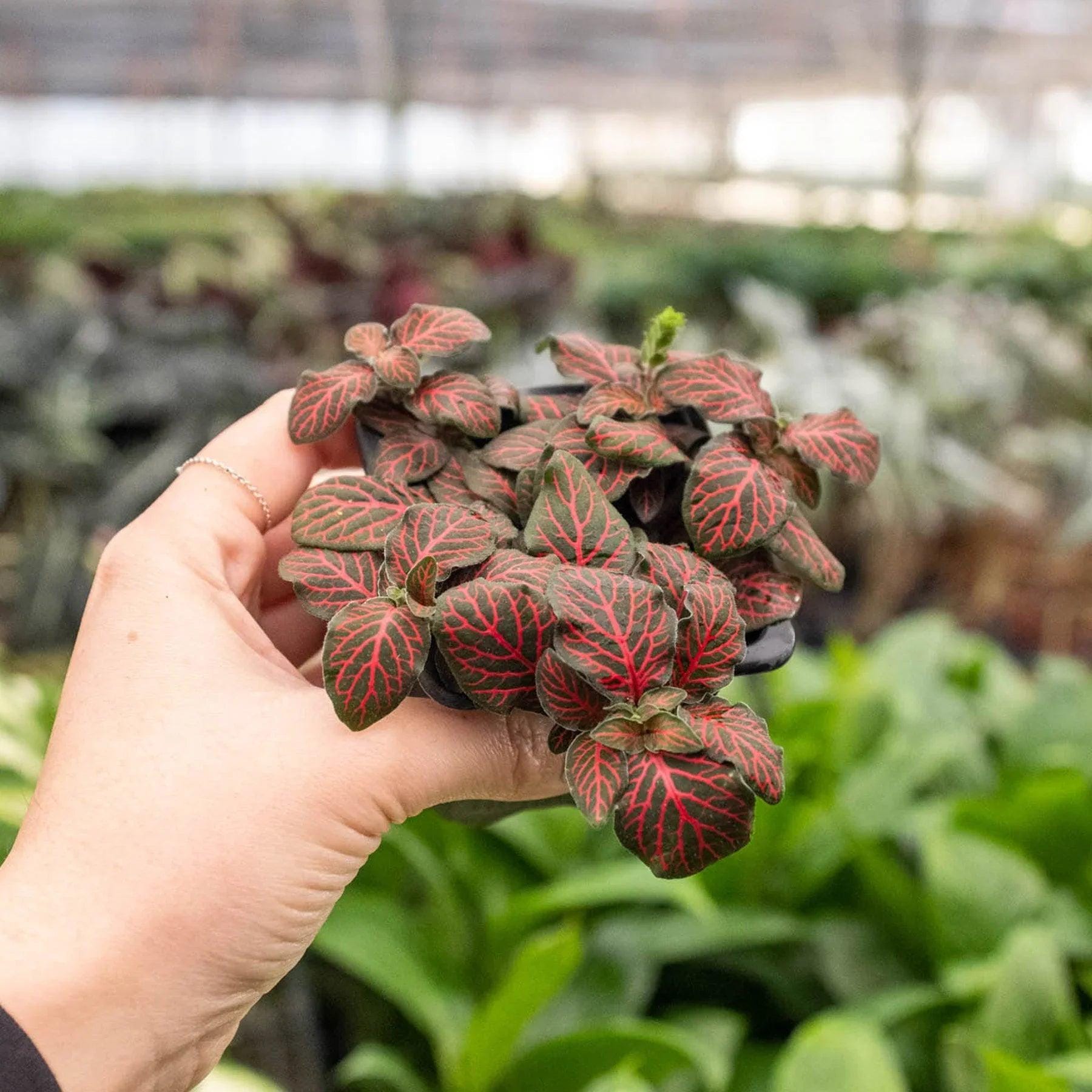 Fittonia 'Red' 3" Pot Austin Jungle Co.